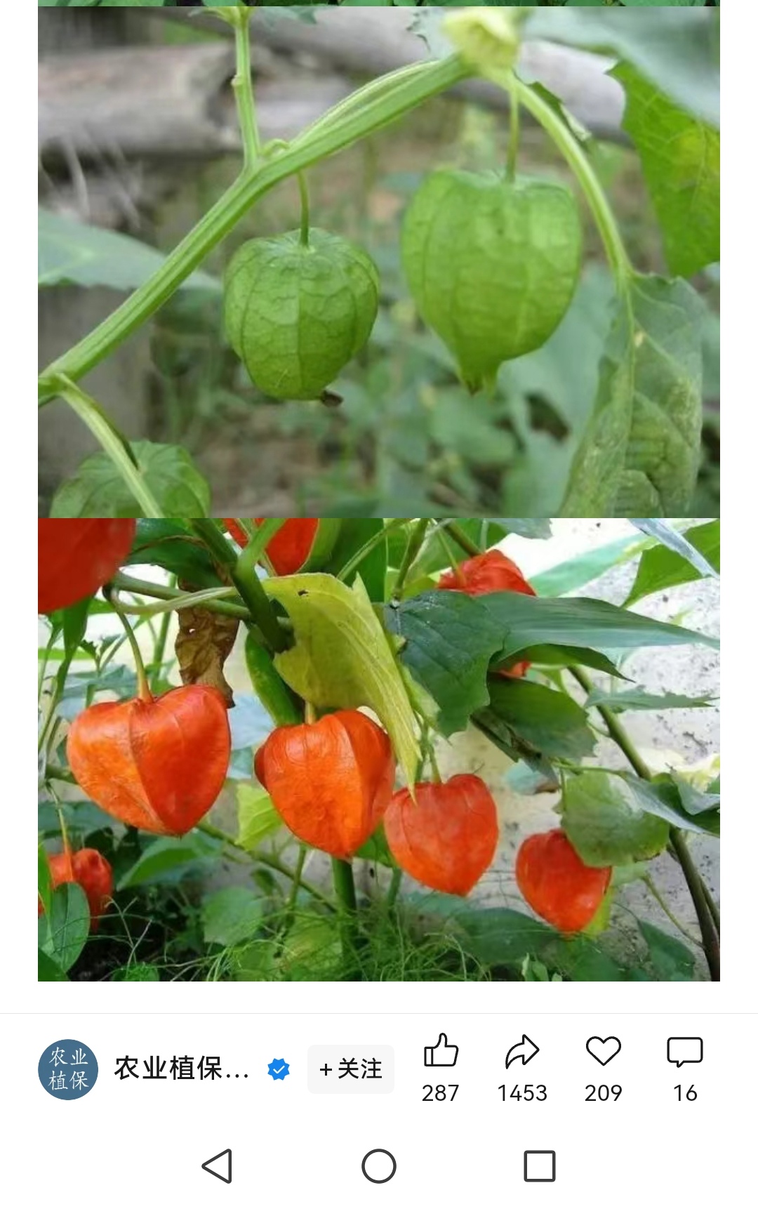 灯笼草# 这种草,小编儿时在庄稼地里会偶尔遇到,并不是到处可见的一