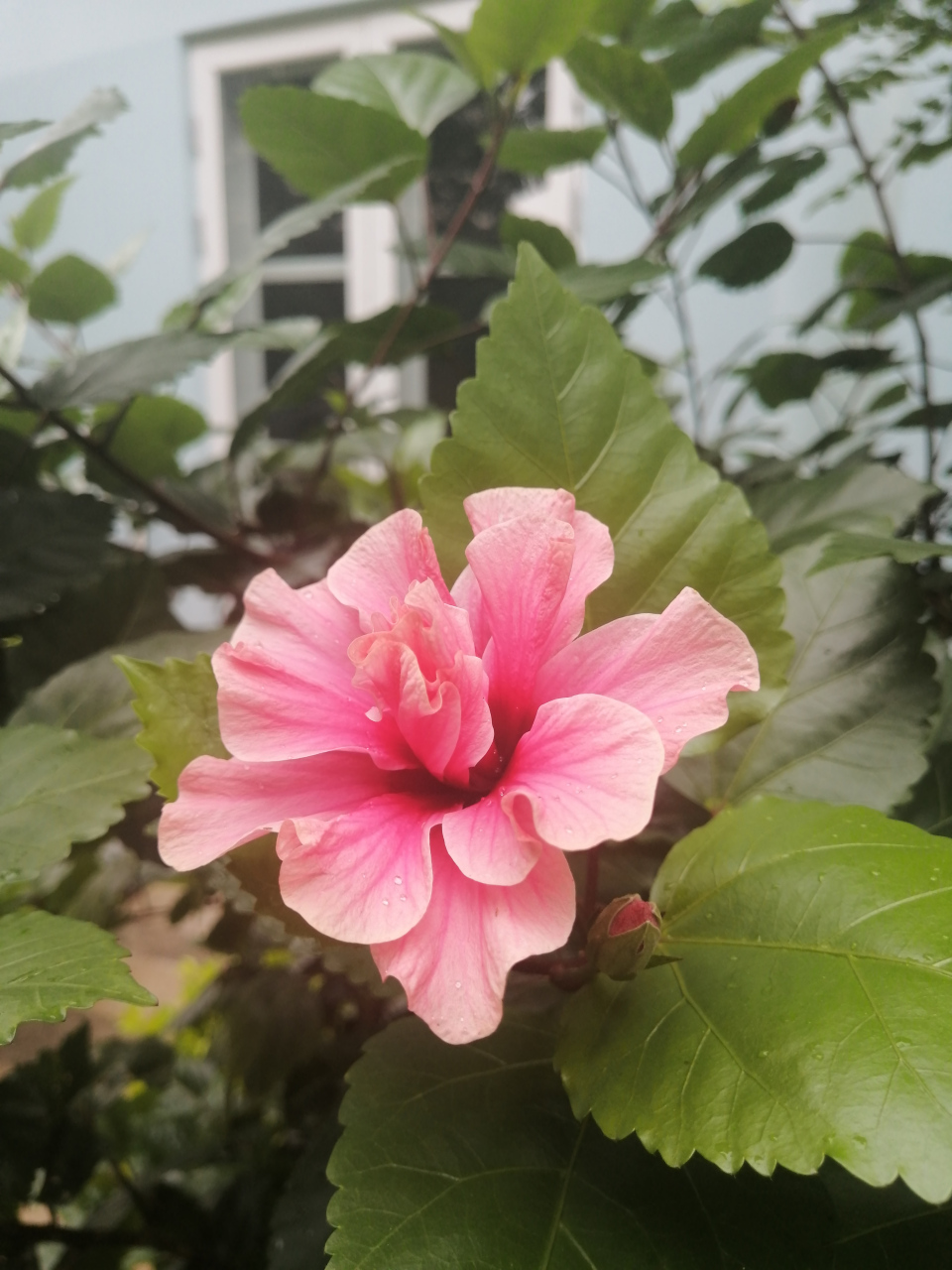 花入魂窍花为魂,魂伴花馨共芳新,花开花艳花年事,花魂花语花下情.