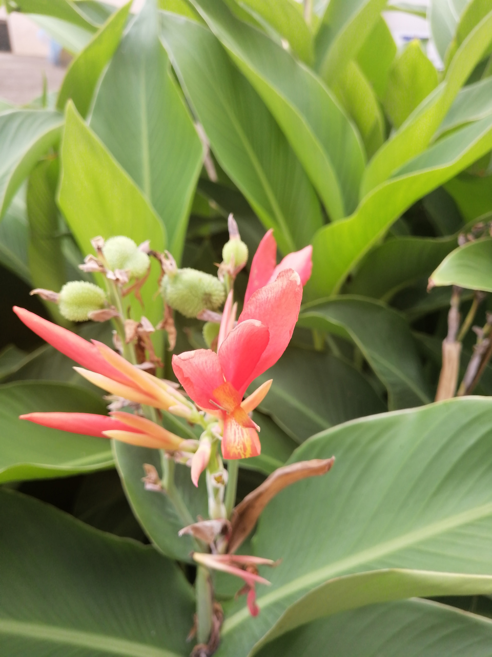 花入魂窍花为魂,魂伴花馨共芳新,花开花艳花年事,花魂花语花下情.