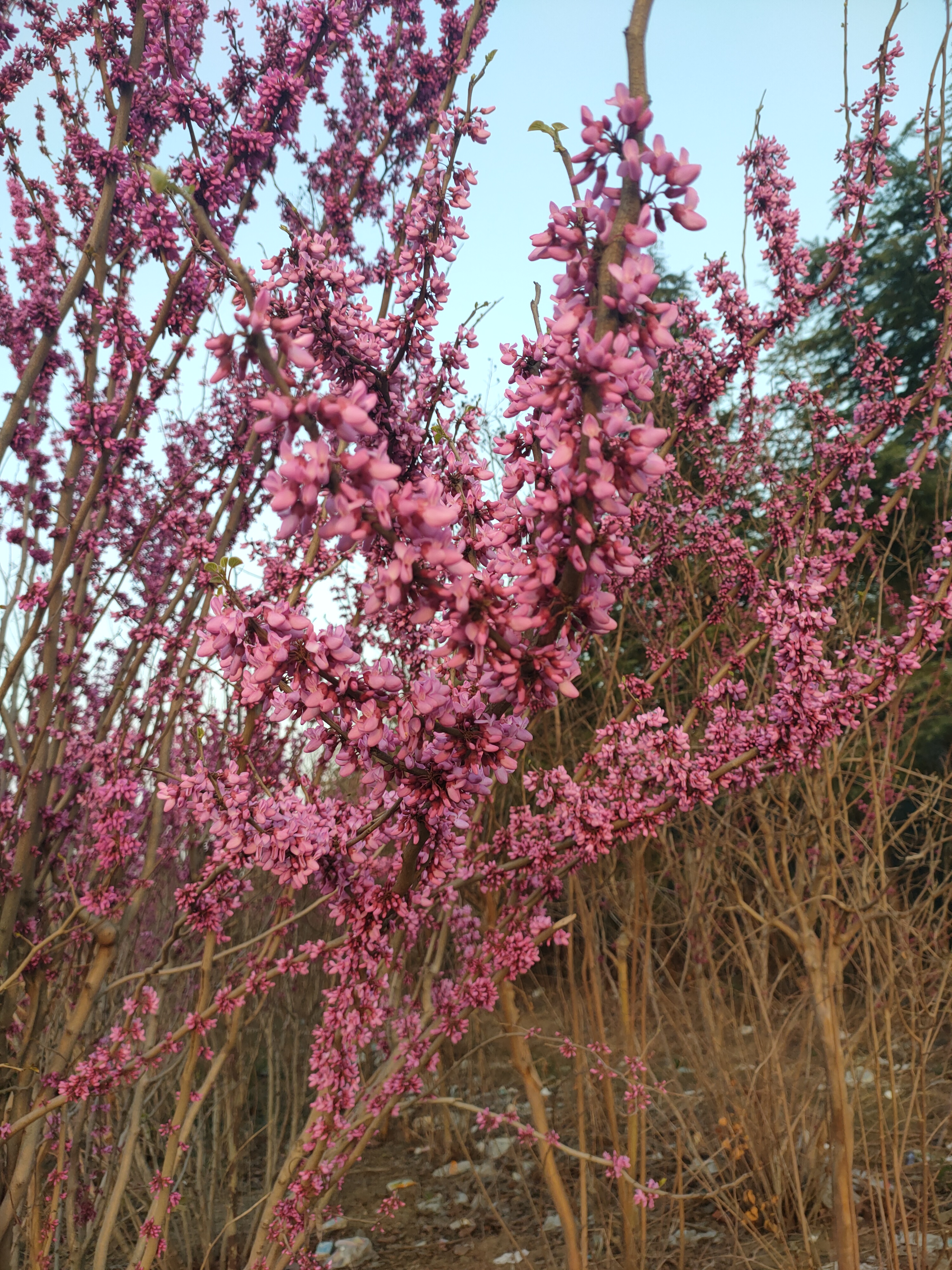 随手拍春天# 姹紫嫣红春满园