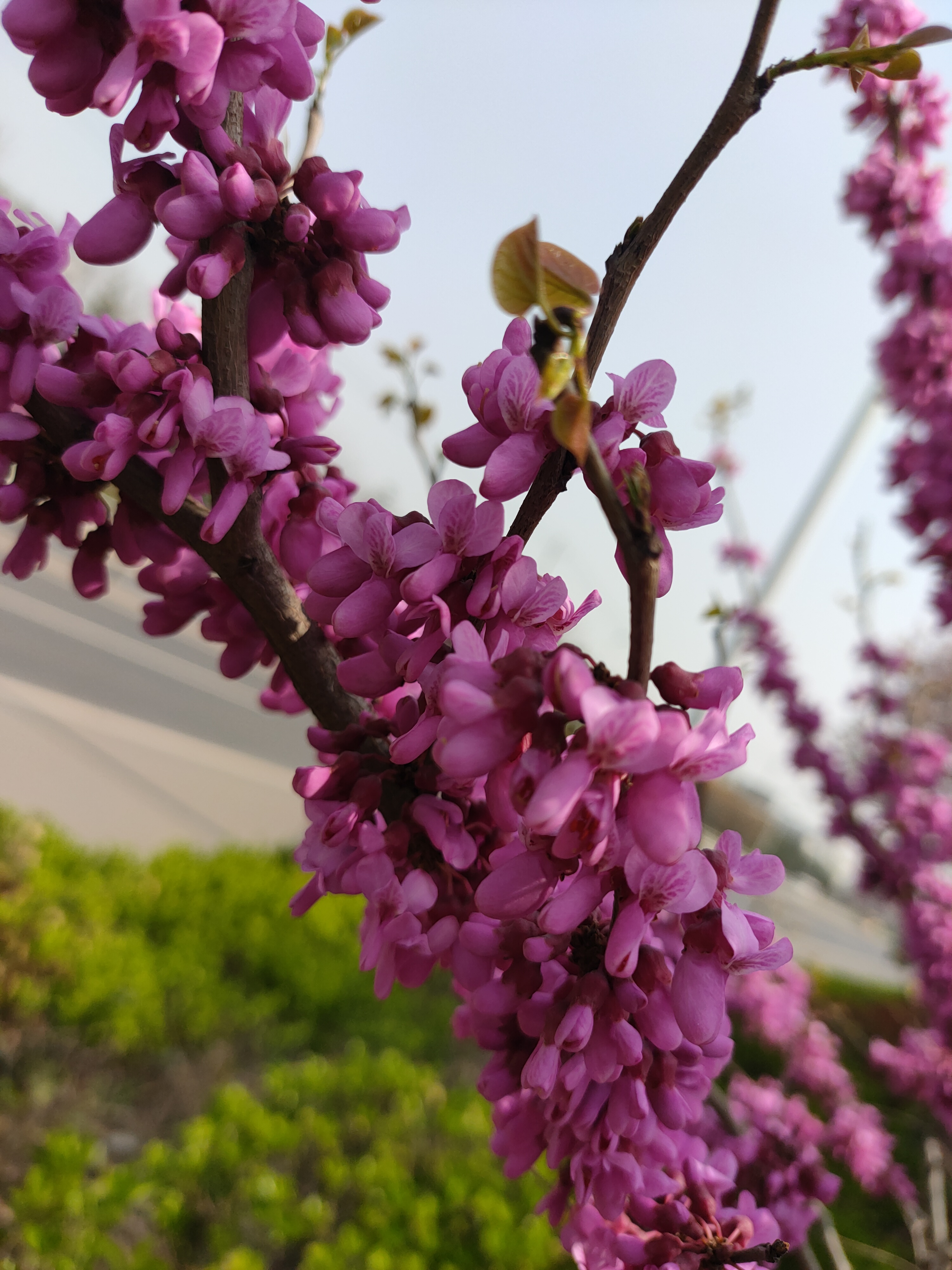 随手拍春天# 姹紫嫣红春满园