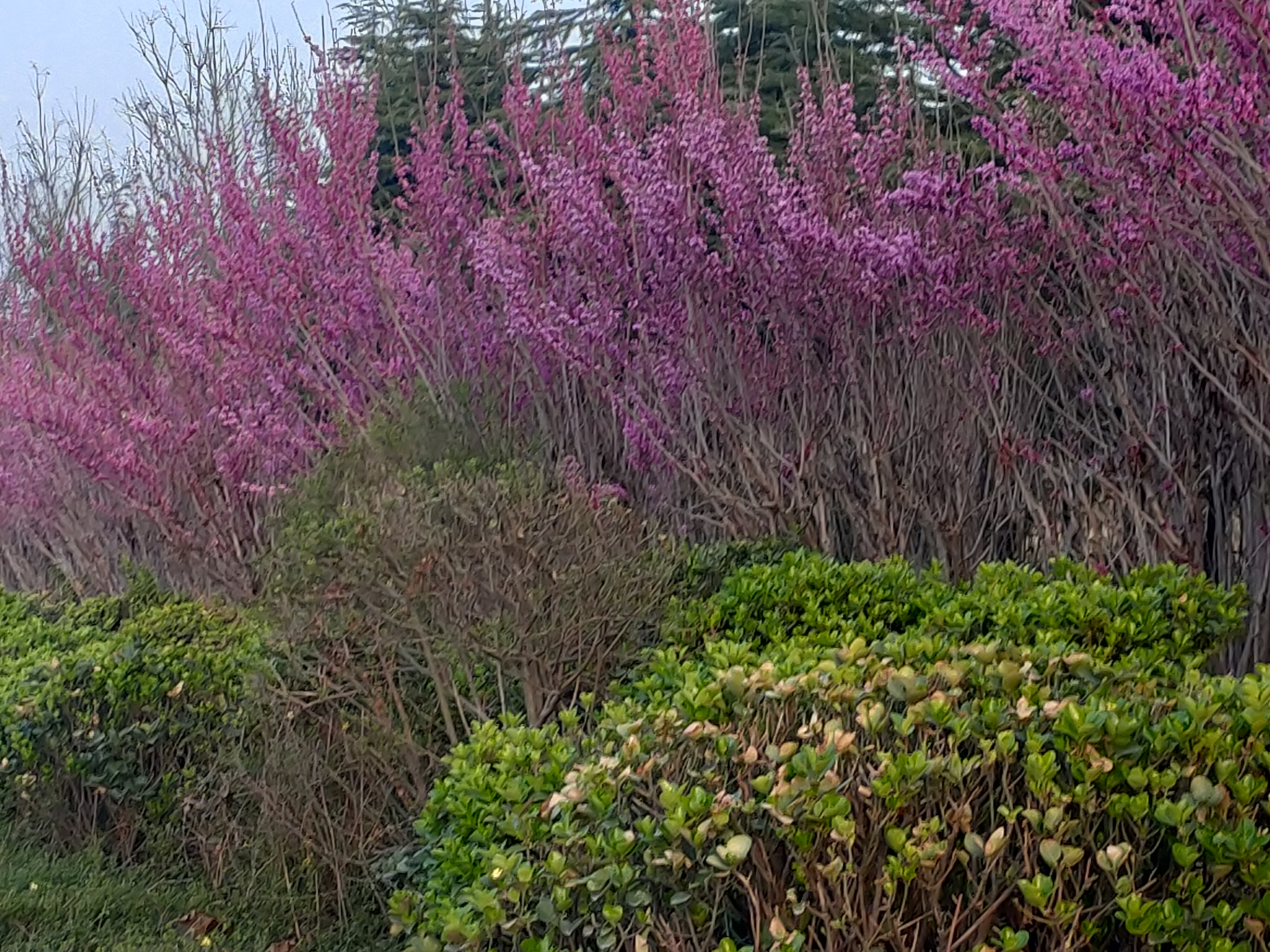 随手拍春天# 姹紫嫣红春满园