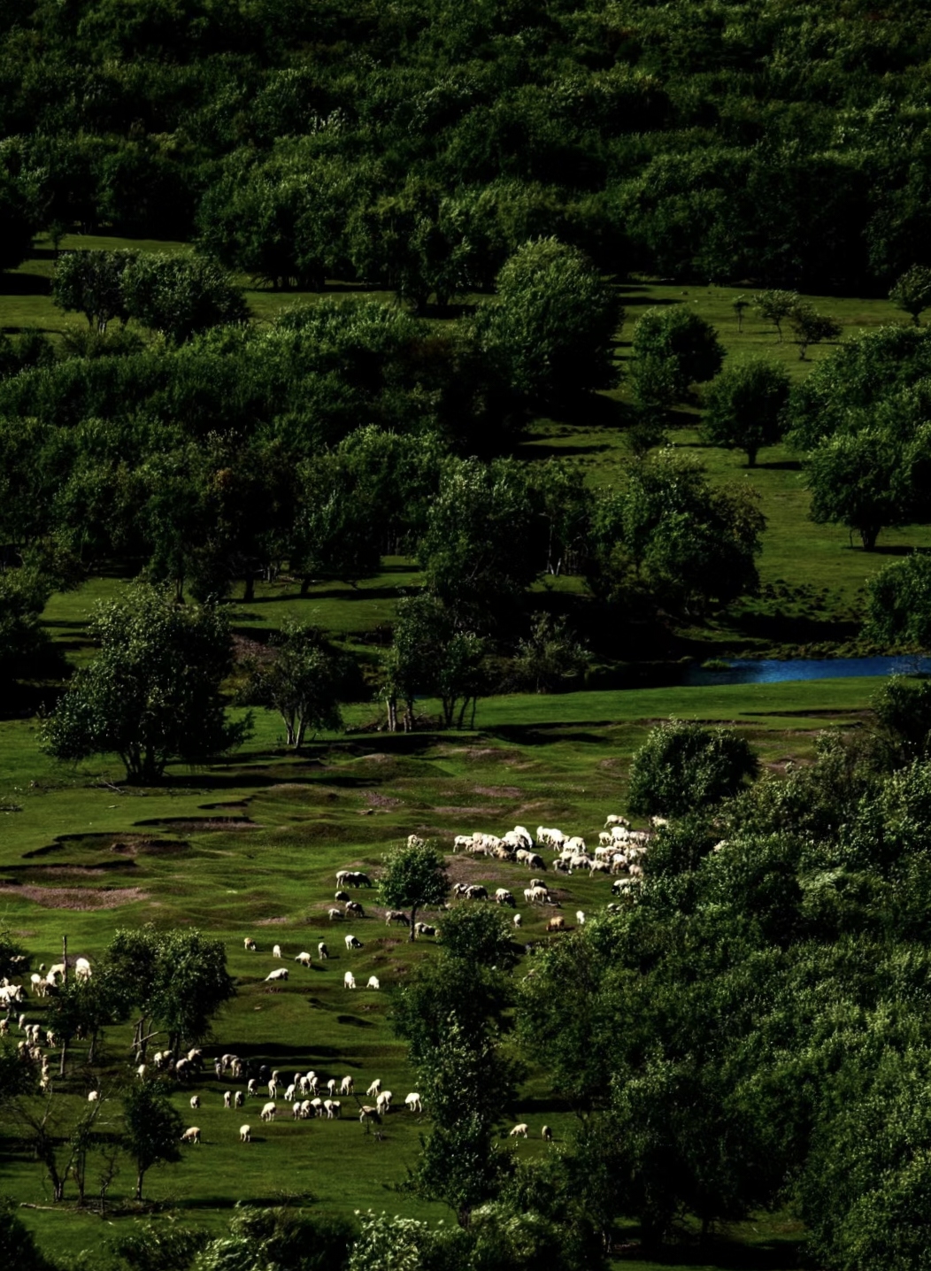 一条条雪白的瀑布镶嵌在绿色的山林之中,像一条条白色的丝带