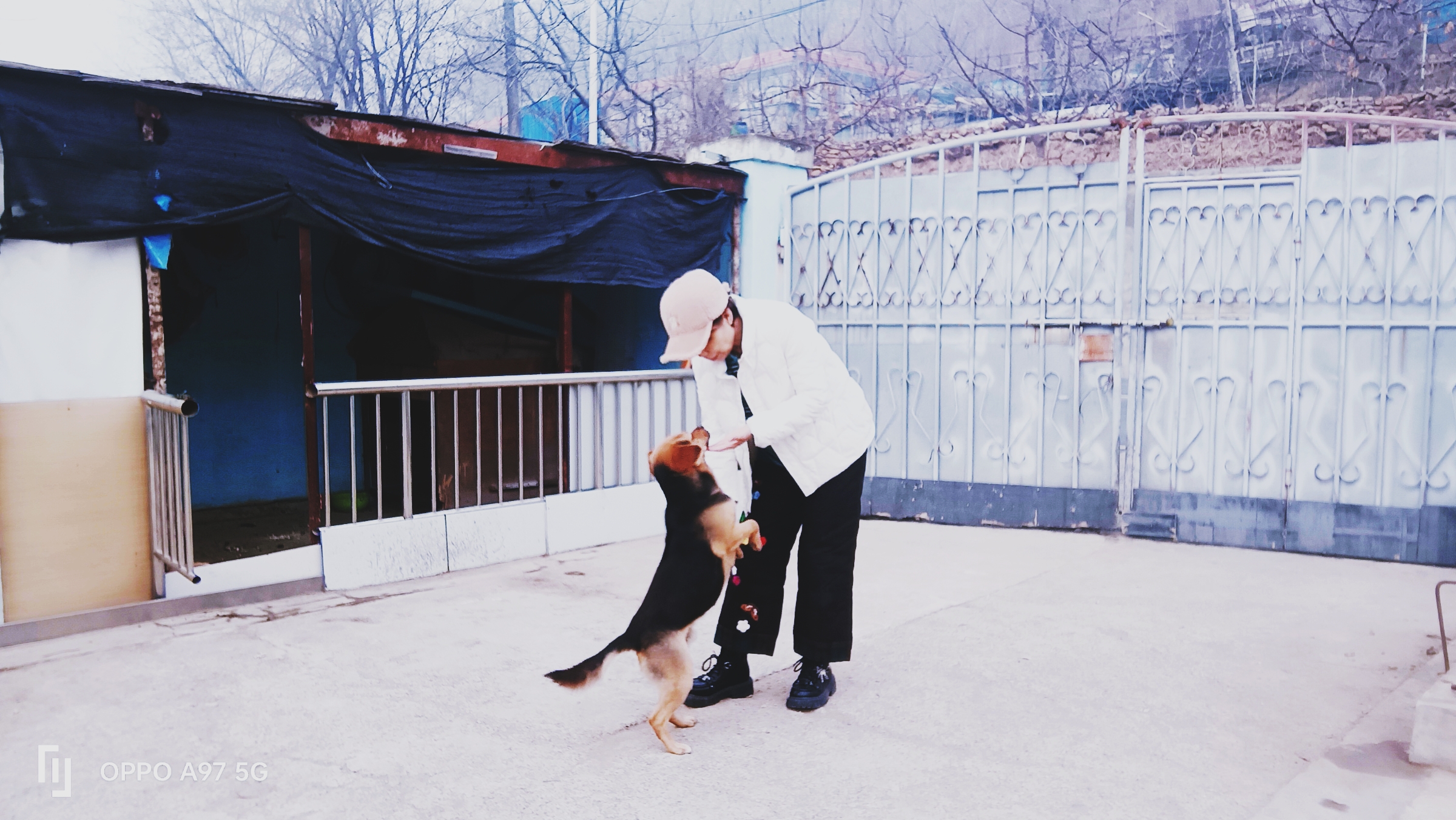 你在,它会把全部的爱,倾注到你的身上,一刻不离.