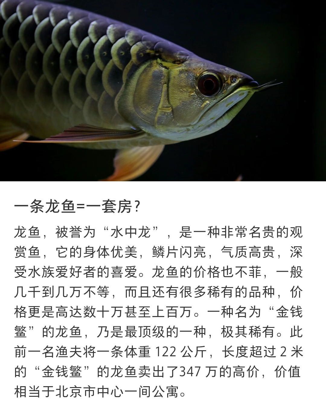 一条龙鱼=一套房?