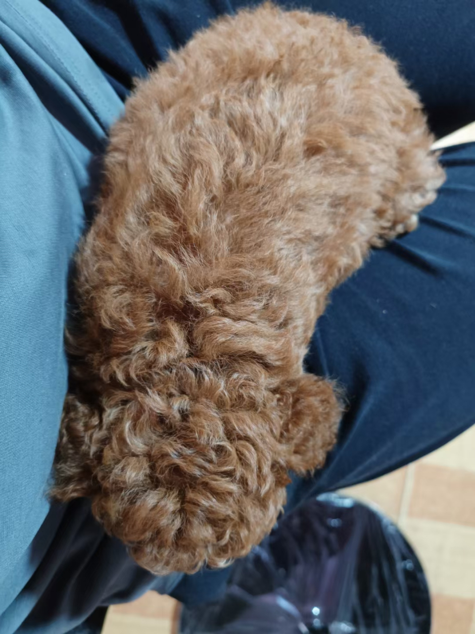 看看你家宠物#一个多月的小奶狗,睡觉时,非得爬在我的腿上.