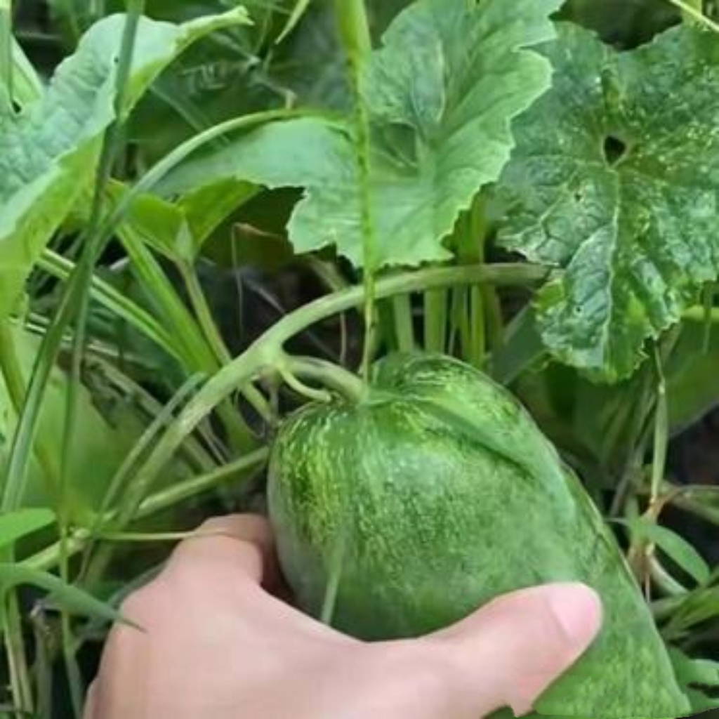 大家看看这个图片上的青皮瓜,在藤蔓叶片间藏着,这个瓜看上去有一点