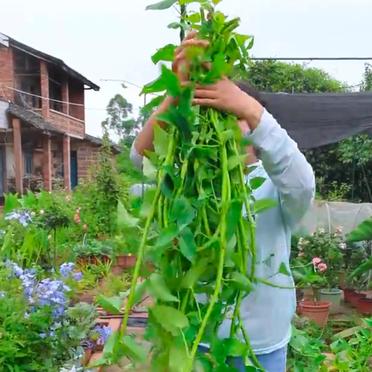 藤藤菜种植技术图片