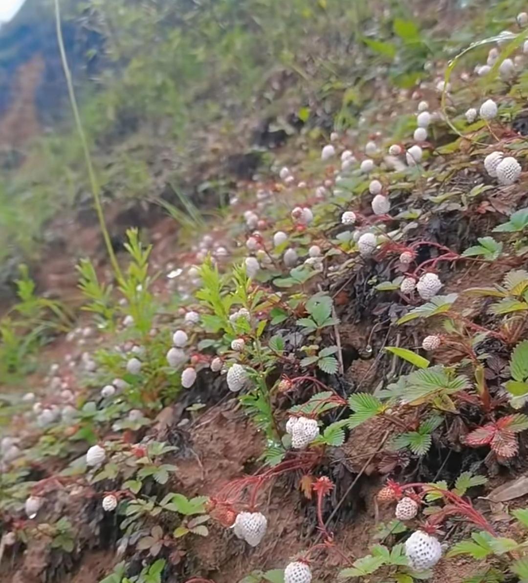 味道还是不错滴,每年这个时候我们大家都会过来采摘野草莓,又是满载而