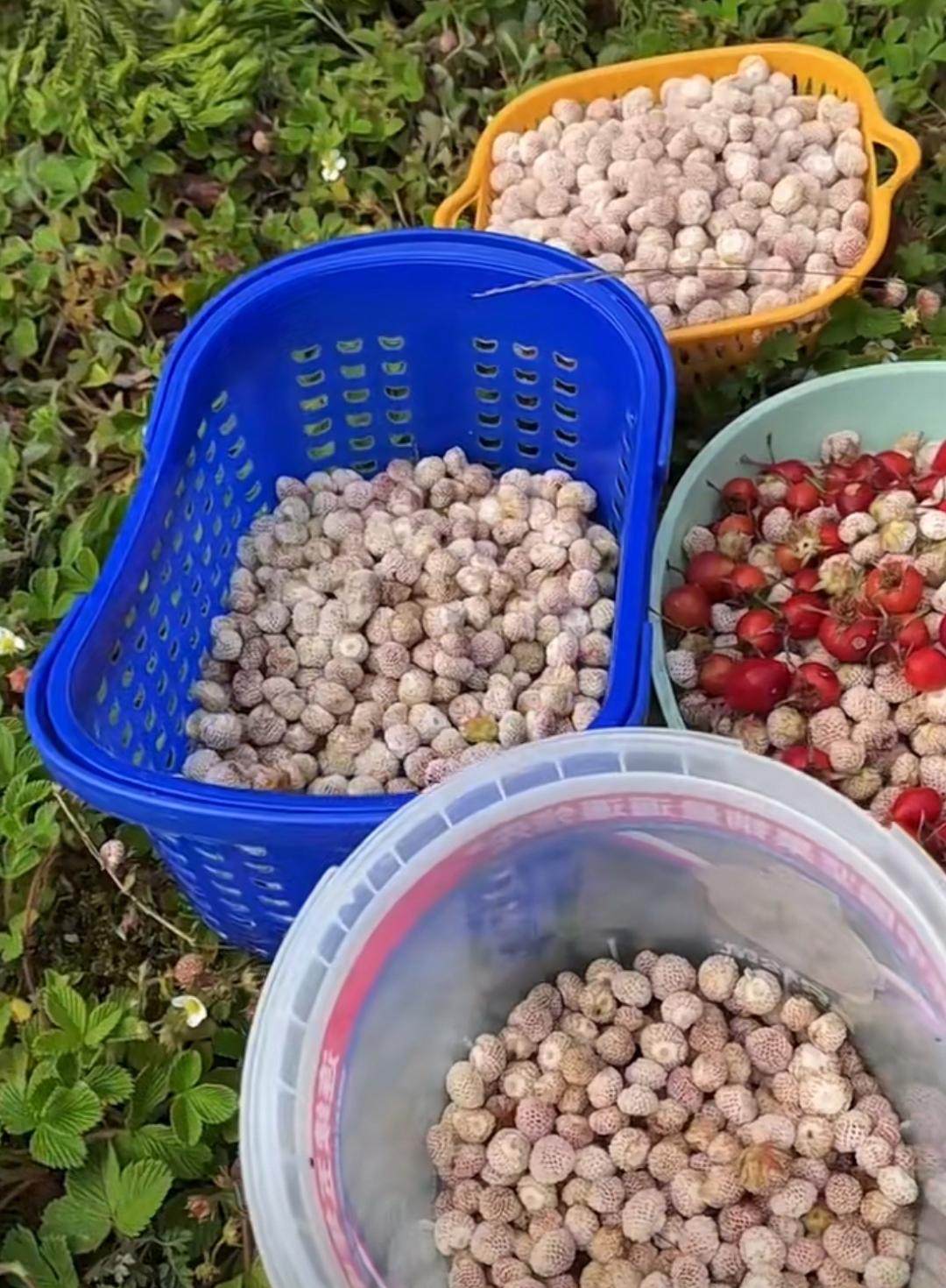 味道还是不错滴,每年这个时候我们大家都会过来采摘野草莓,又是满载而