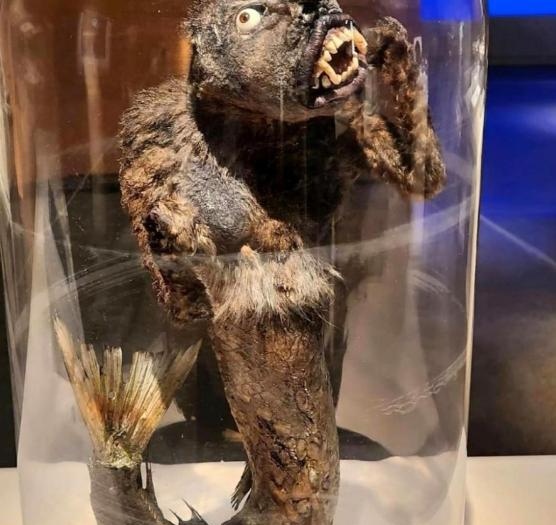 美人鱼到底长什么样子啊?我老公告诉我说这个是美人儿鱼标本,这是吗?