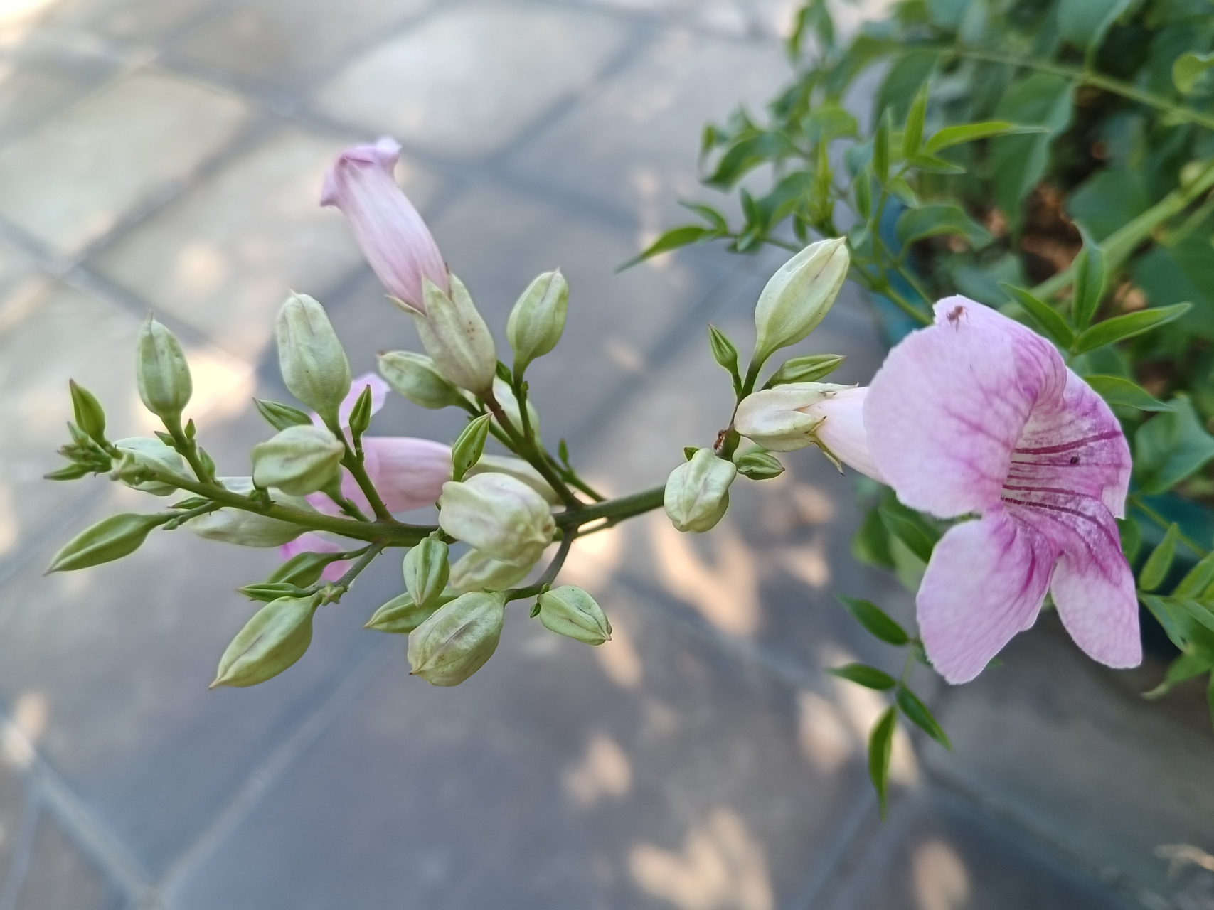 96用心栽培的凌霄花开啦[比心][比心]#原创# #手机拍摄# #养花