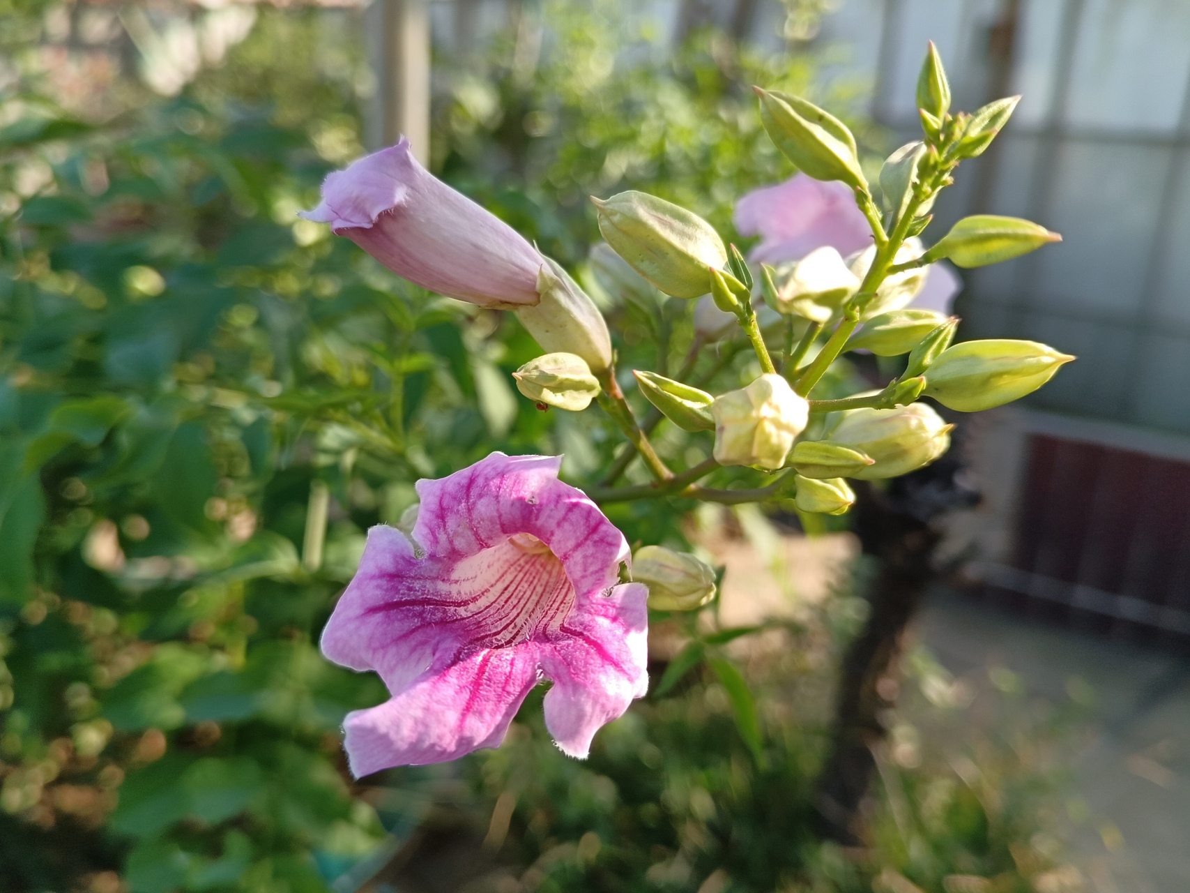 96用心栽培的凌霄花开啦[比心][比心]#原创# #手机拍摄# #养花