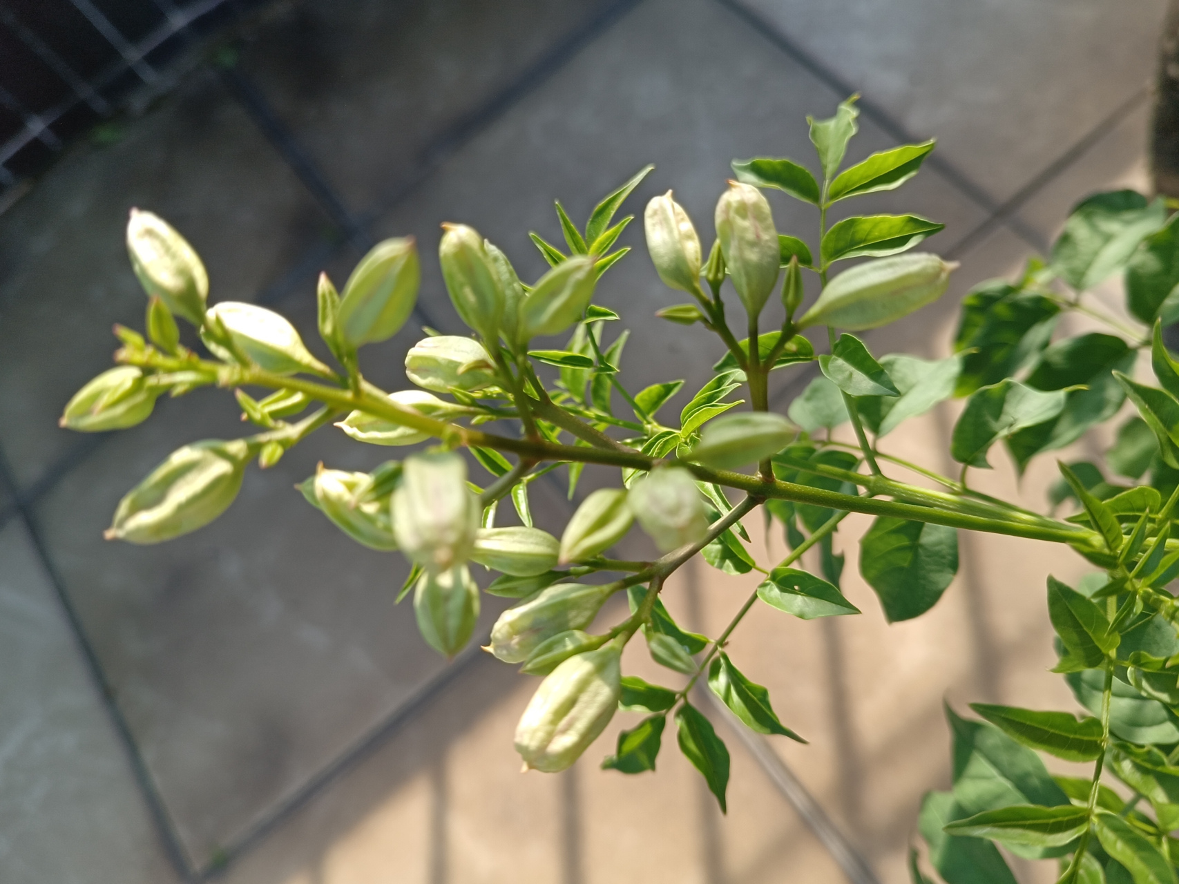 96用心栽培的凌霄花开啦[比心][比心]#原创# #手机拍摄# #养花