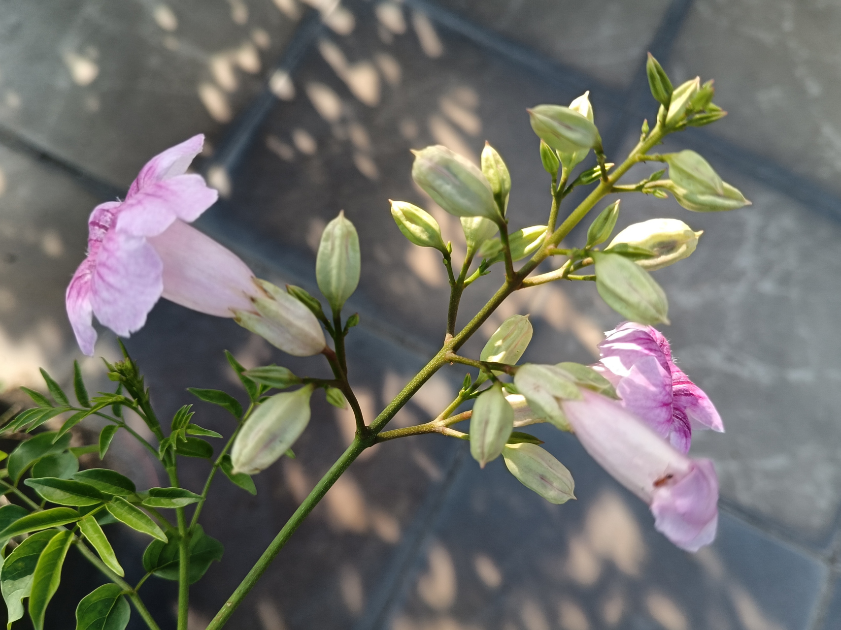 96用心栽培的凌霄花开啦[比心][比心]#原创# #手机拍摄# #养花