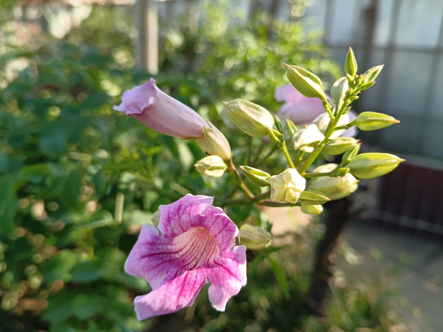 96用心栽培的凌霄花开啦[比心][比心]#原创# #手机拍摄# #养花