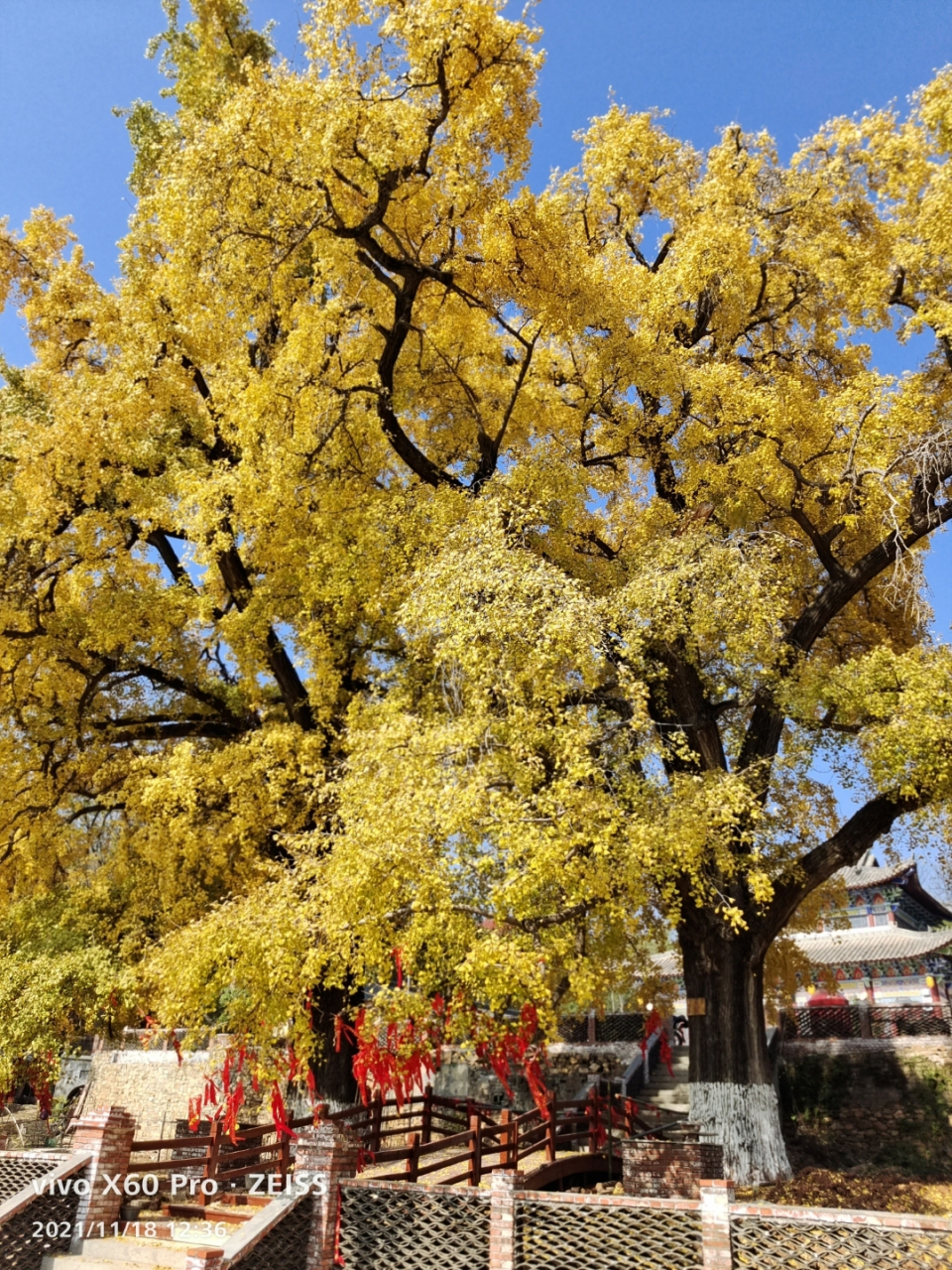 广水市余店镇嵩山禅寺千年银杏树