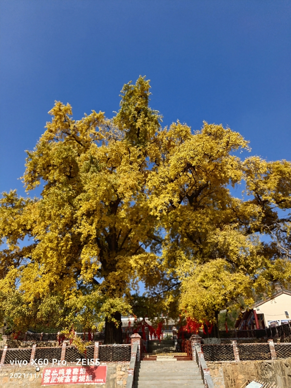 广水市余店镇嵩山禅寺千年银杏树