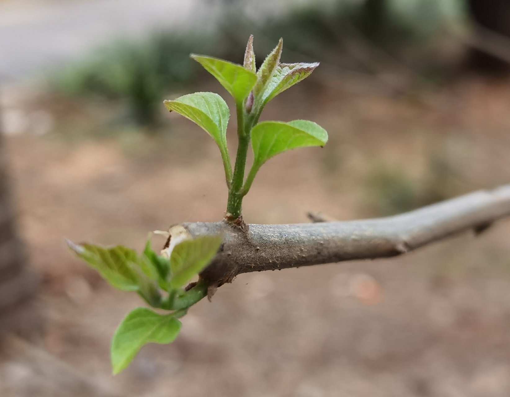 攀枝花的斑鸠菜发芽了[微笑]