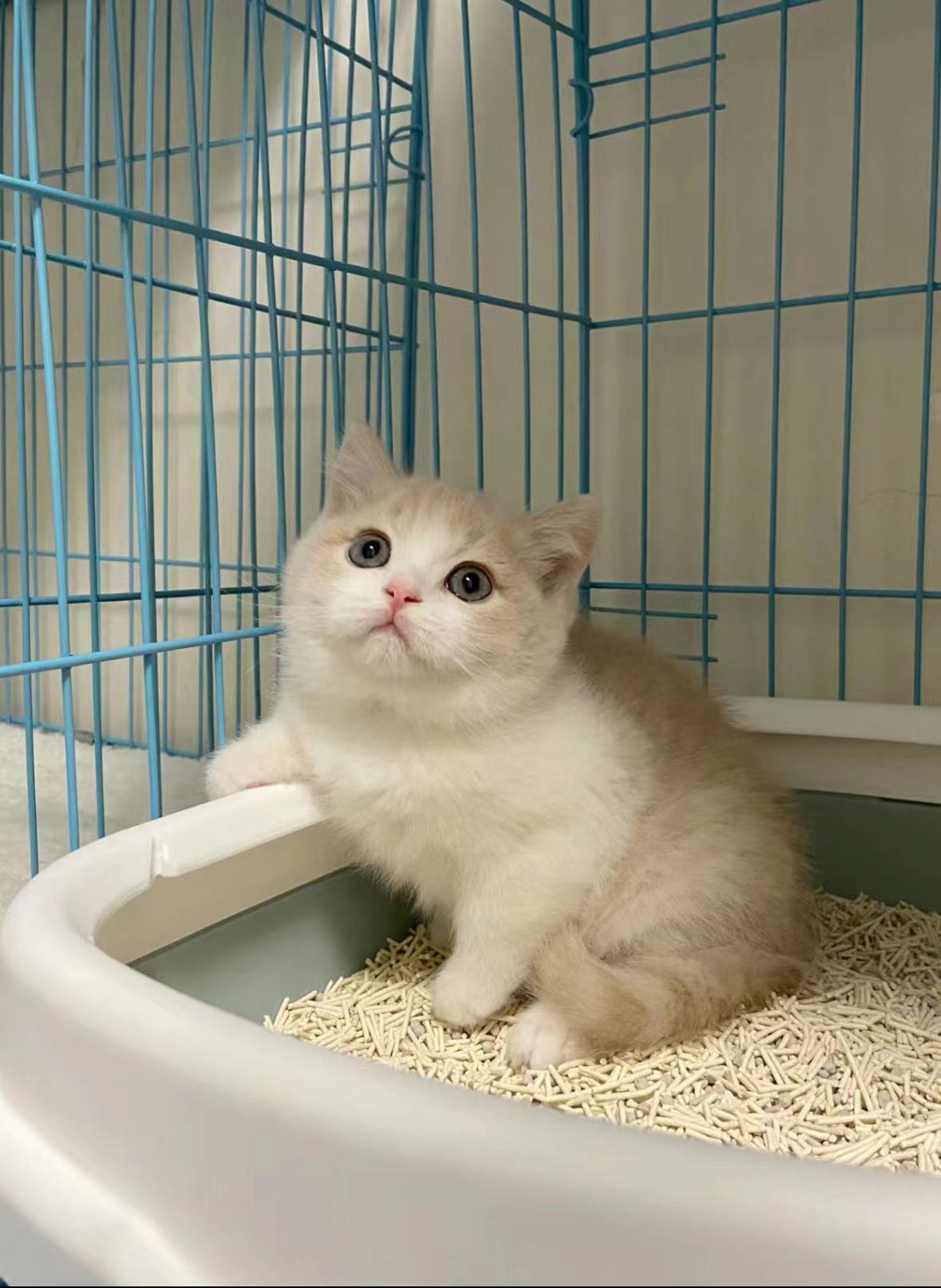 自己繁育的英短乳白幼猫,家里大猫生了一窝,没有时间养了,源头价出!