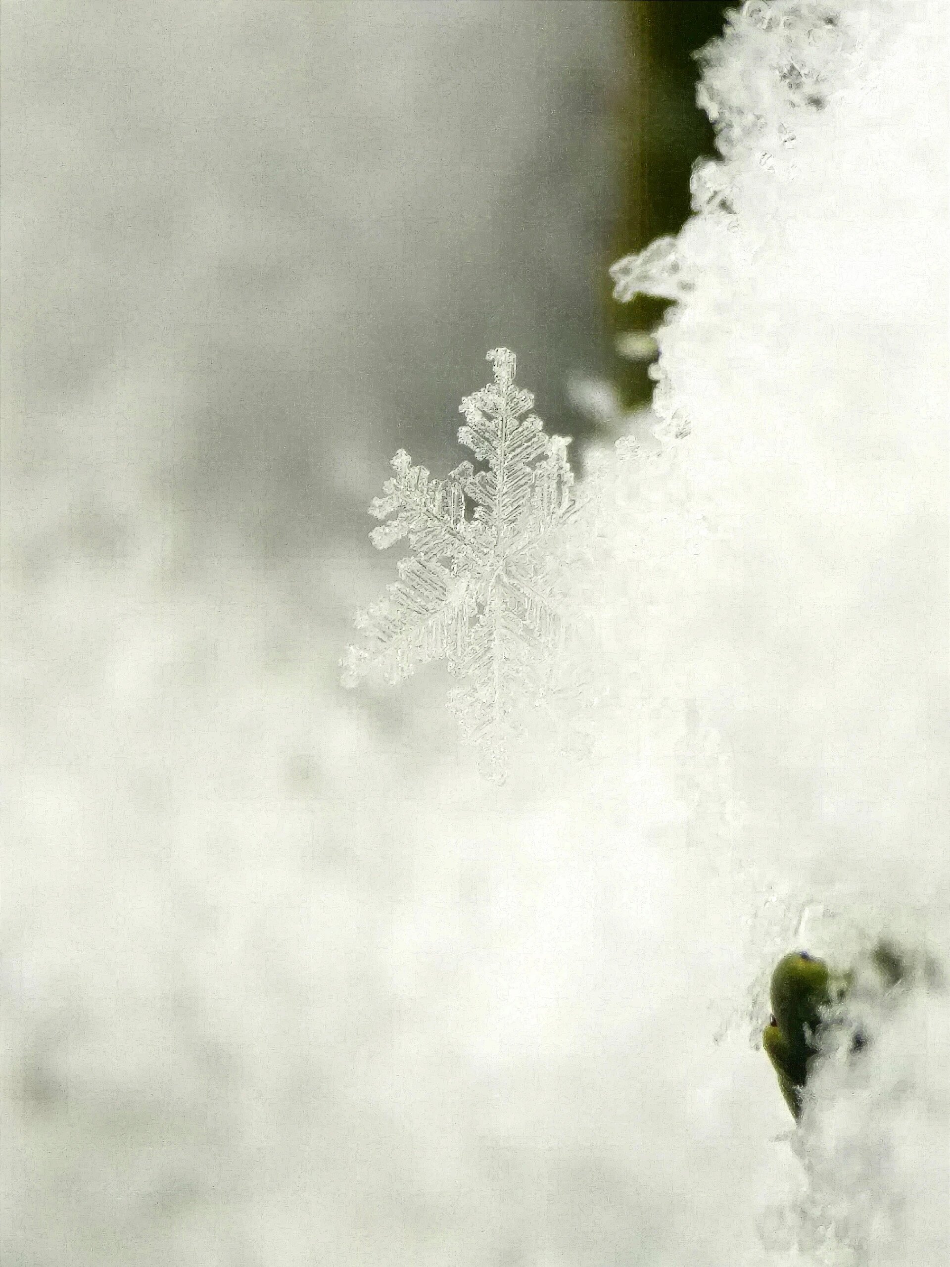 雪花的样子放大图片