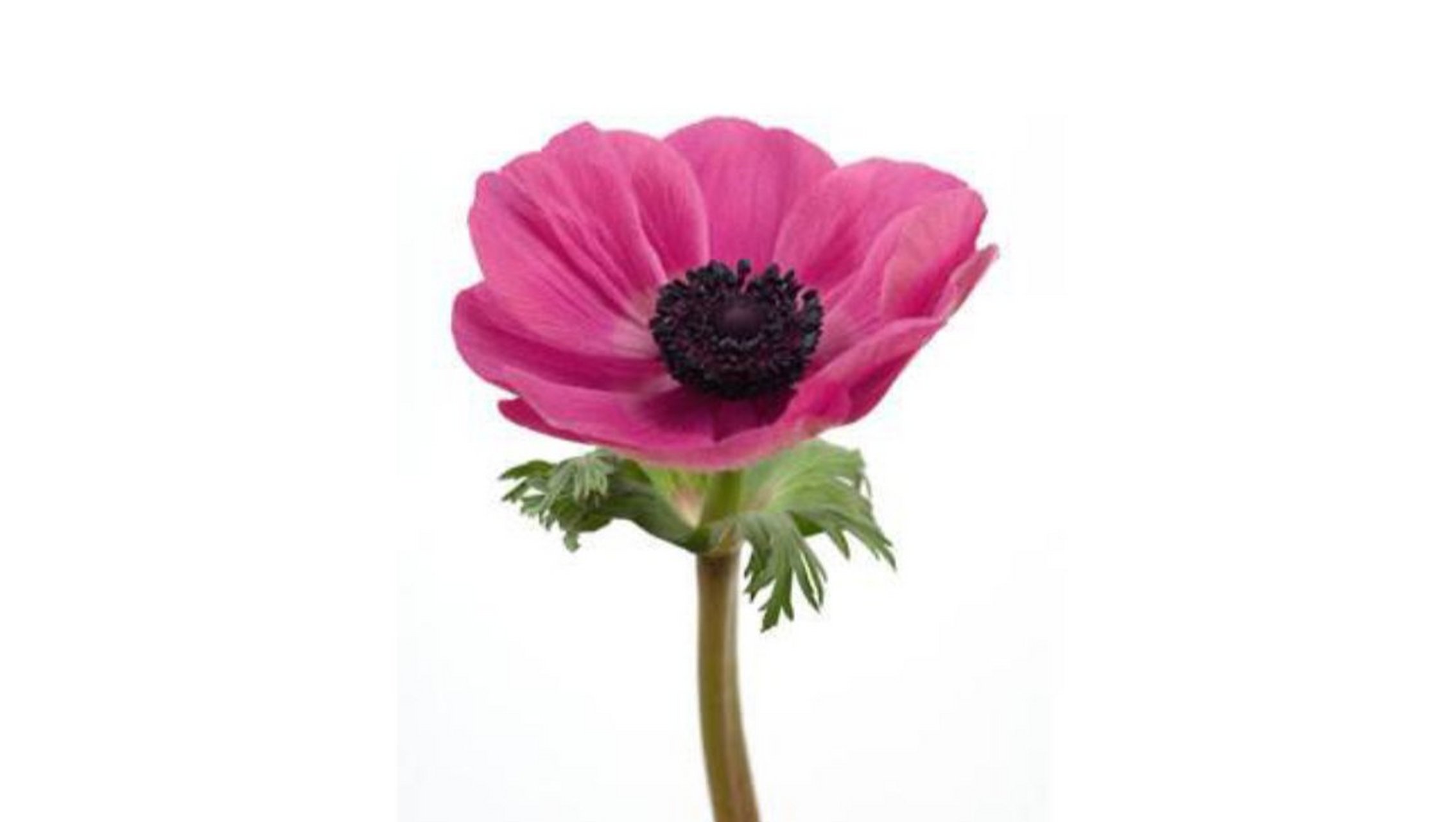 如果每颗种子都能开出花朵 那么春天就毫不稀奇 如果你对我的爱 恰如