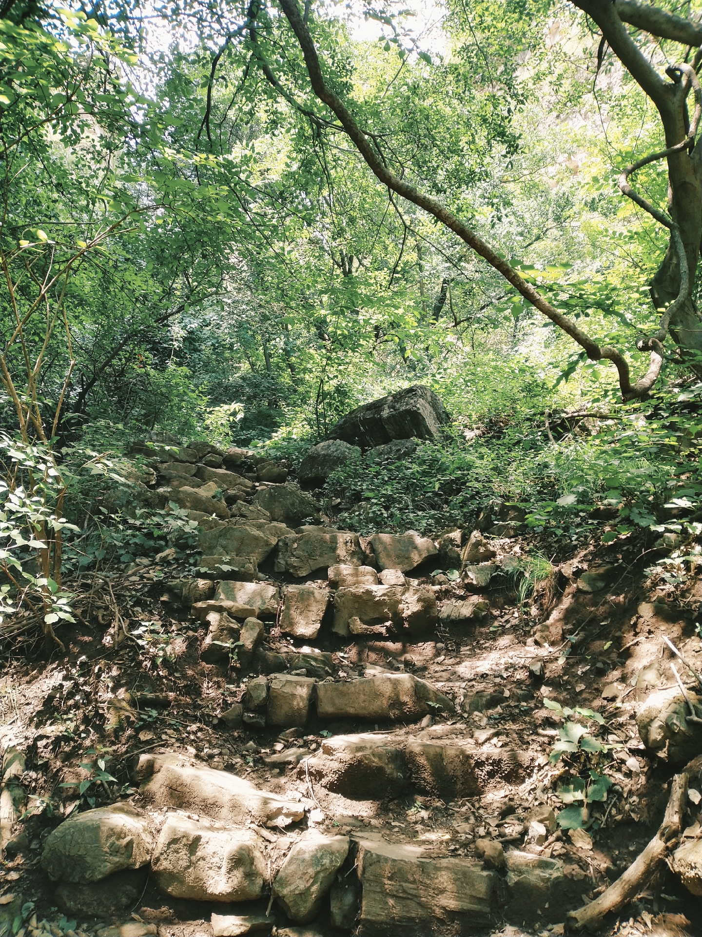 2023年7月15日,易县石佛沟,此山植被茂密,苍松翠柏,原始未开发的山脉