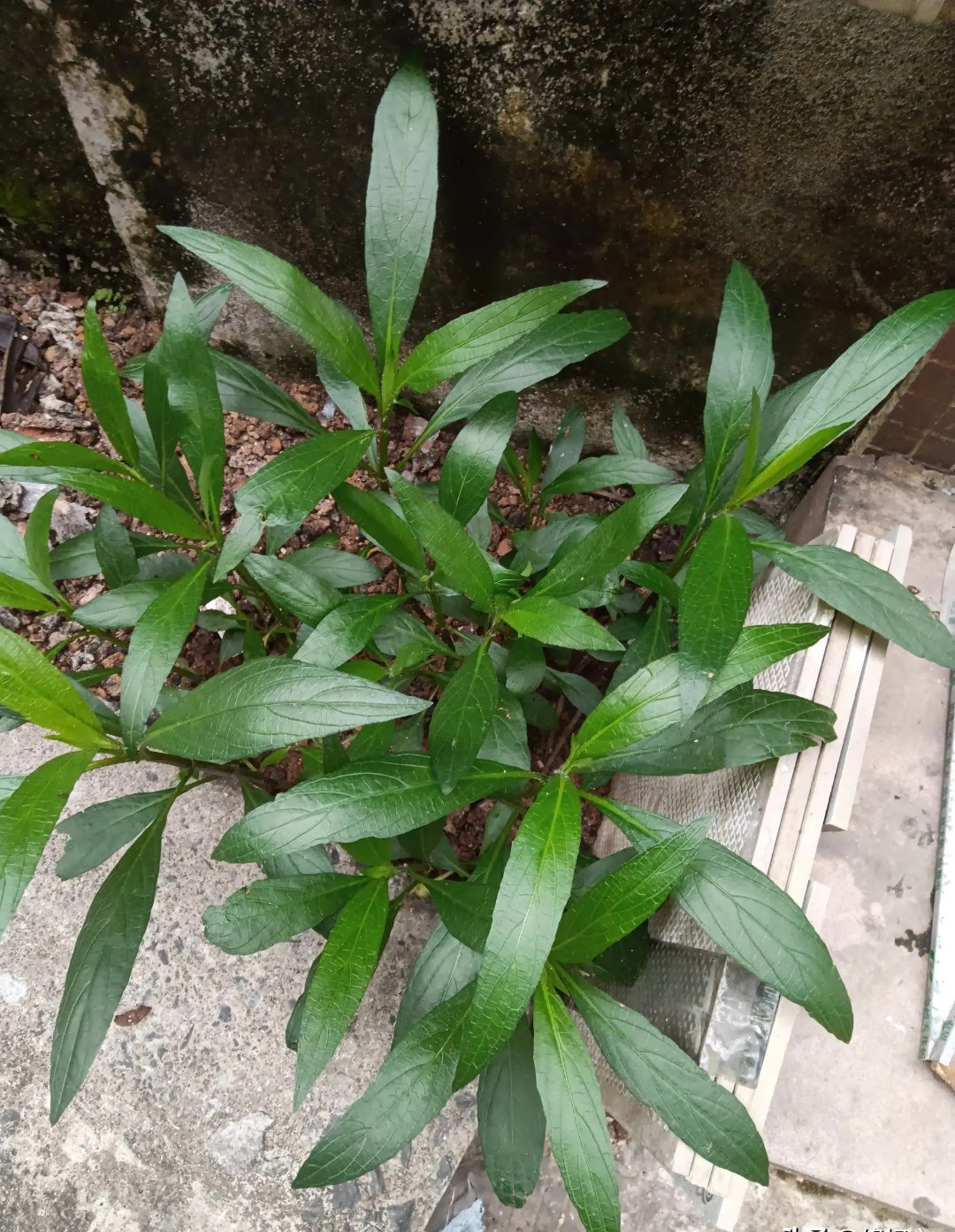 堂兄47岁就走了,肺癌夺了他的命,留下18岁和14岁