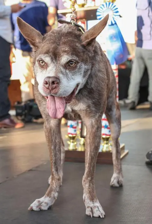 最丑冠毛犬图片图片