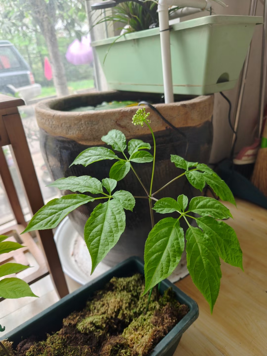 这张照片,不是为了显摆摄影技术,而是让大家"开开眼界",这是人参花