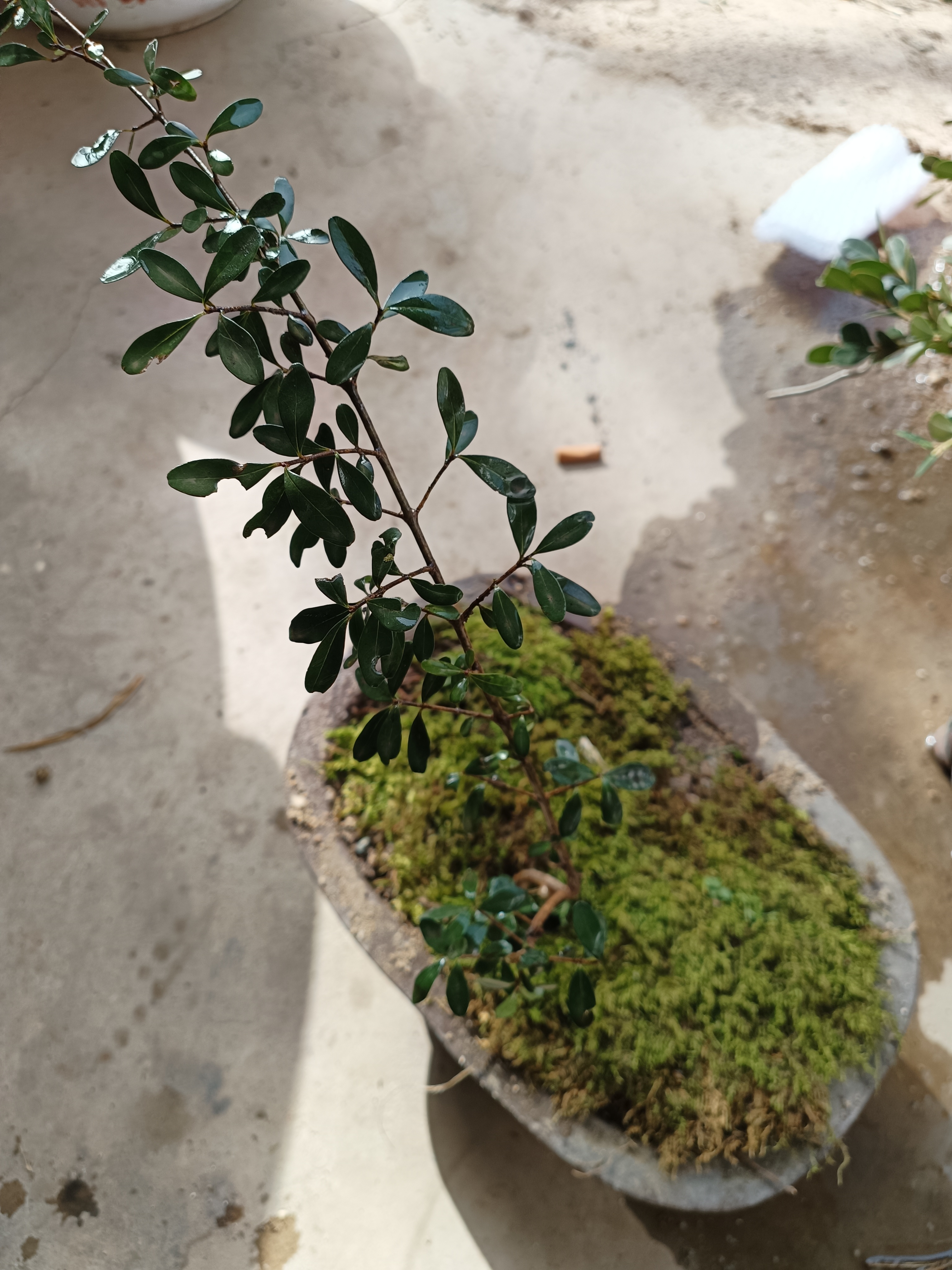 所谓米冬,有人叫它水石榴,也有人叫它水蜡!