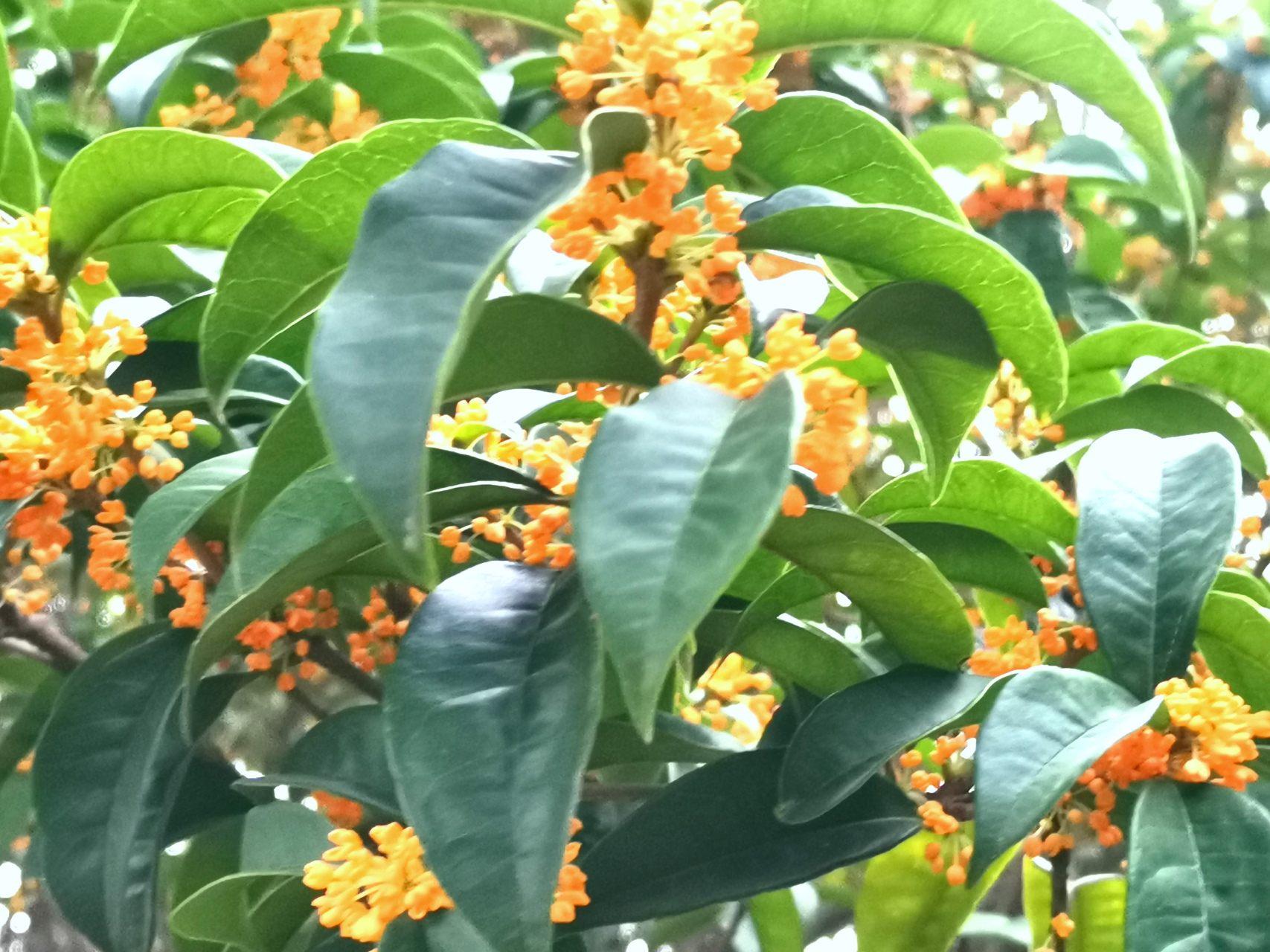 七律·桂花香  不见枫红霜露飞,只缘桂馥半薰衣.