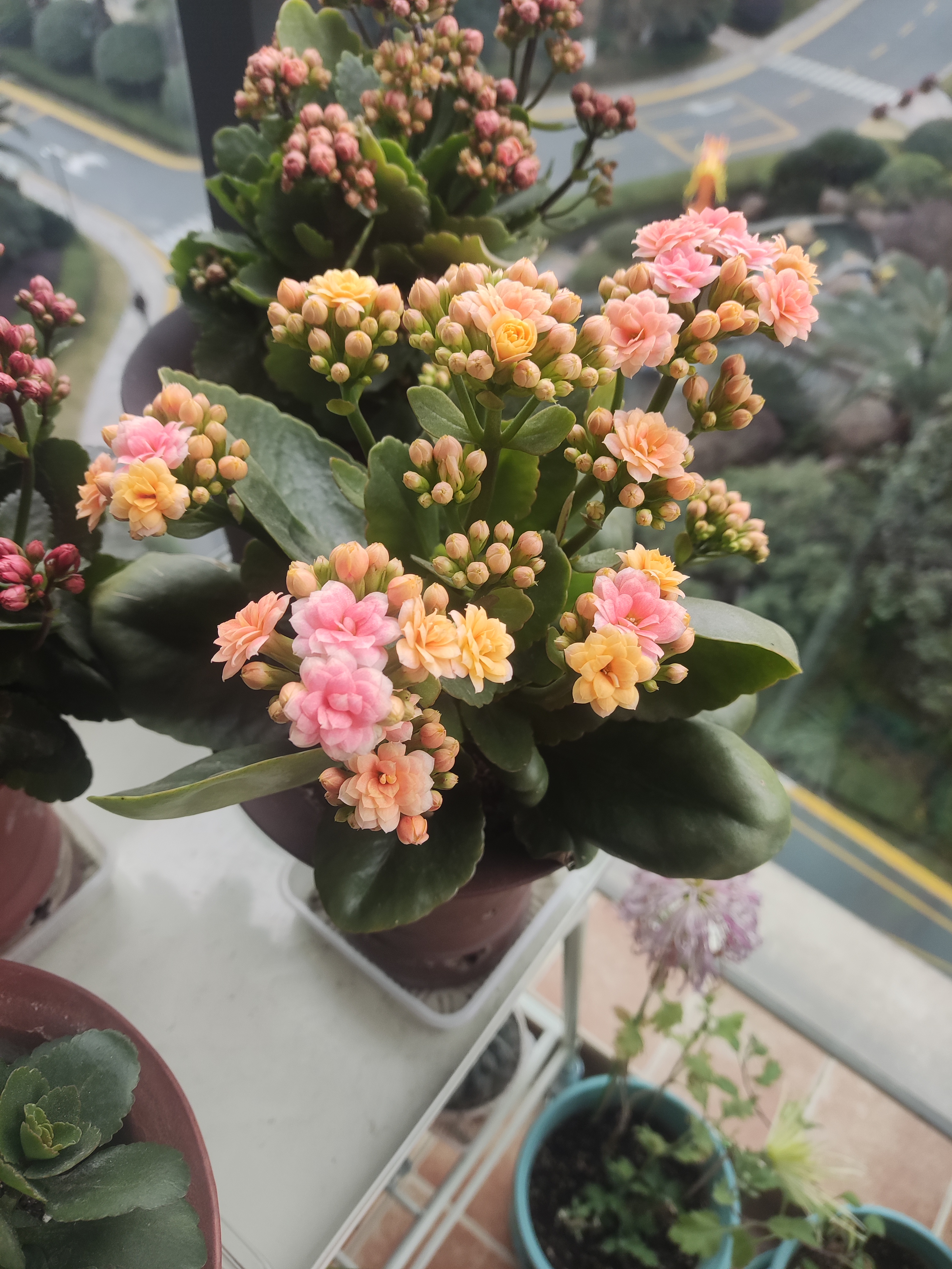 长寿花缤纷柠檬水果糖开花了.