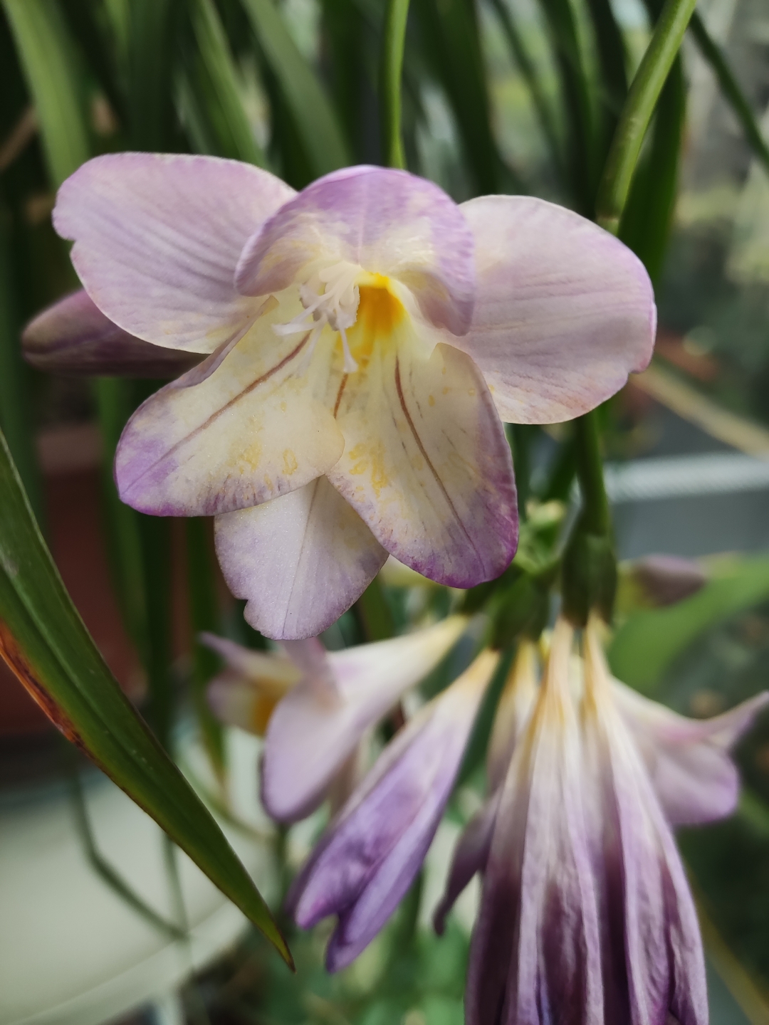 香雪兰花开,去年10月份种下去的种球,每年花后都能收获一大堆种球,太