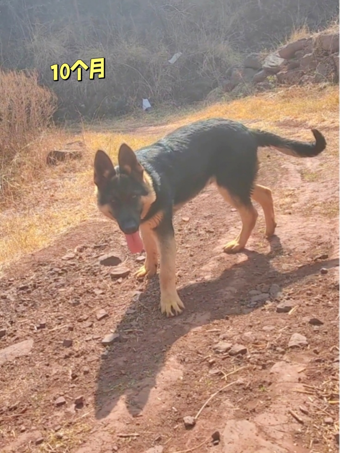 有知道这是什么犬的吗?想养个黑背昆明犬,长大就这样了