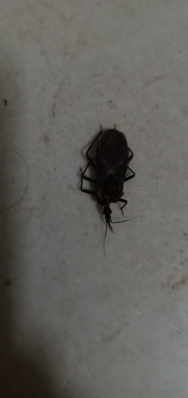 我给这个虫咬过了 这个是叫锥蝽吗?