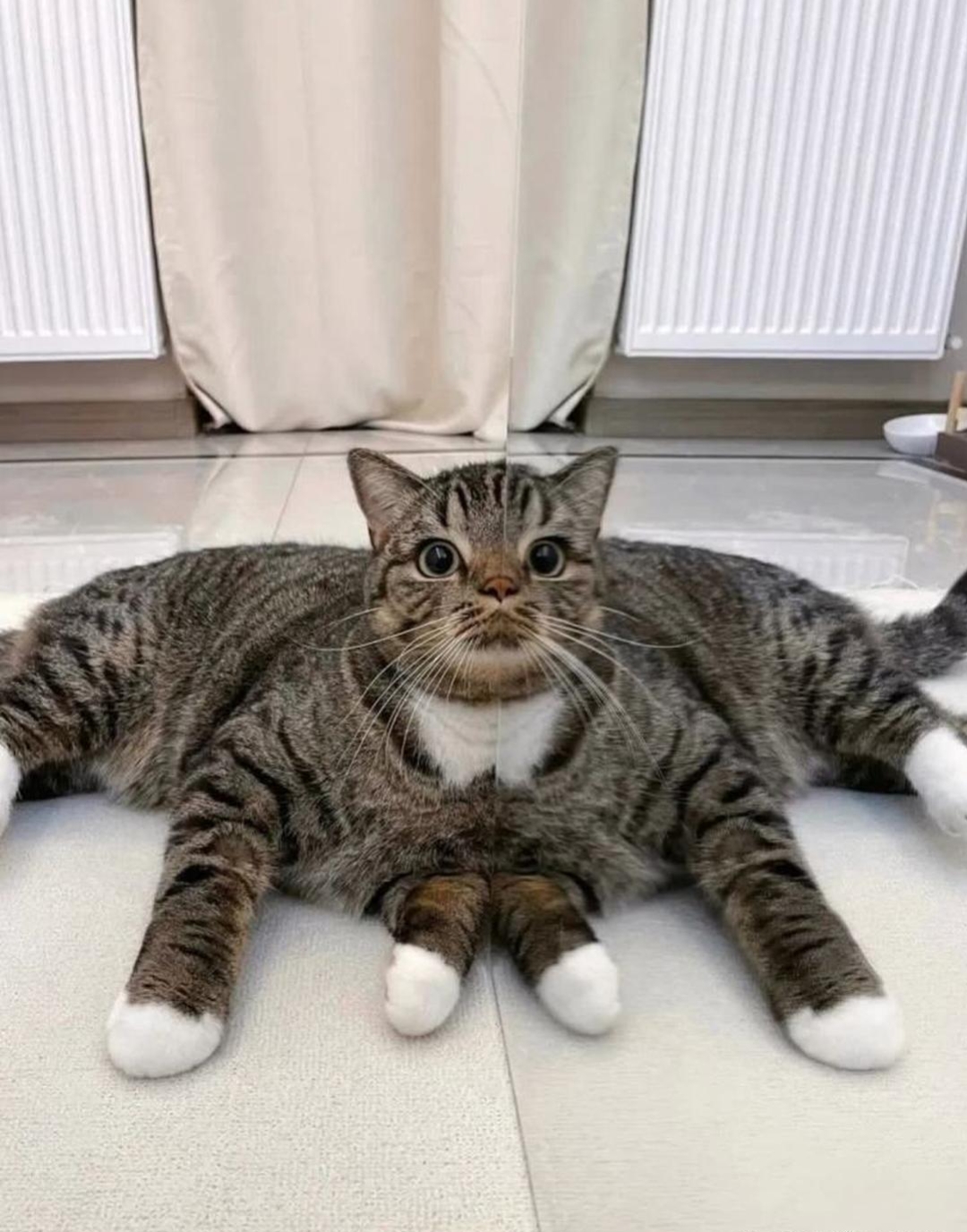 没想到点开一看不对劲啊,这是只残疾猫吧,瞬间觉得它好可怜