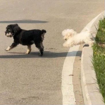 它们你追我赶,蹦蹦跳跳,为这繁华的世界增添了一抹无尽的活力与欢乐