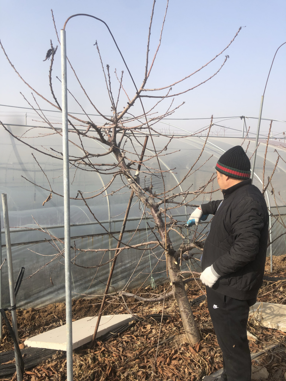 五年瑞德大樱桃树苗主干型修剪前和修剪后!