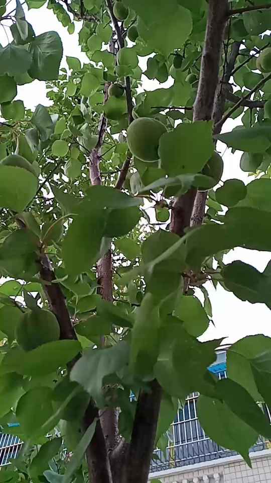 东北杏,你们吃过吗,一般生长在东北,内蒙古,朝鲜等地,这是在湖北哦