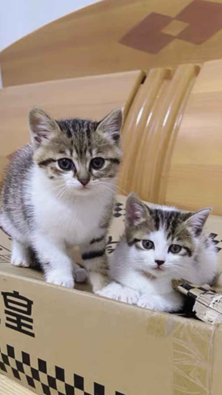 猫咪# 狸花猫的颜值可不比宠物猫差