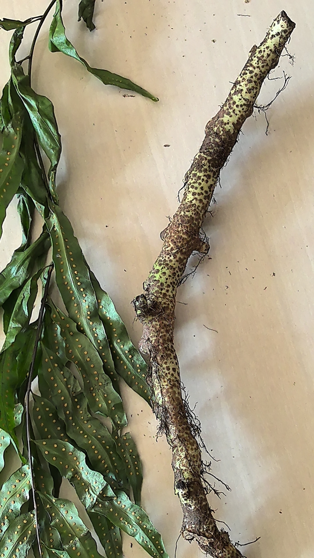 第二张是青竹标泡酒擦痒和疱疹.