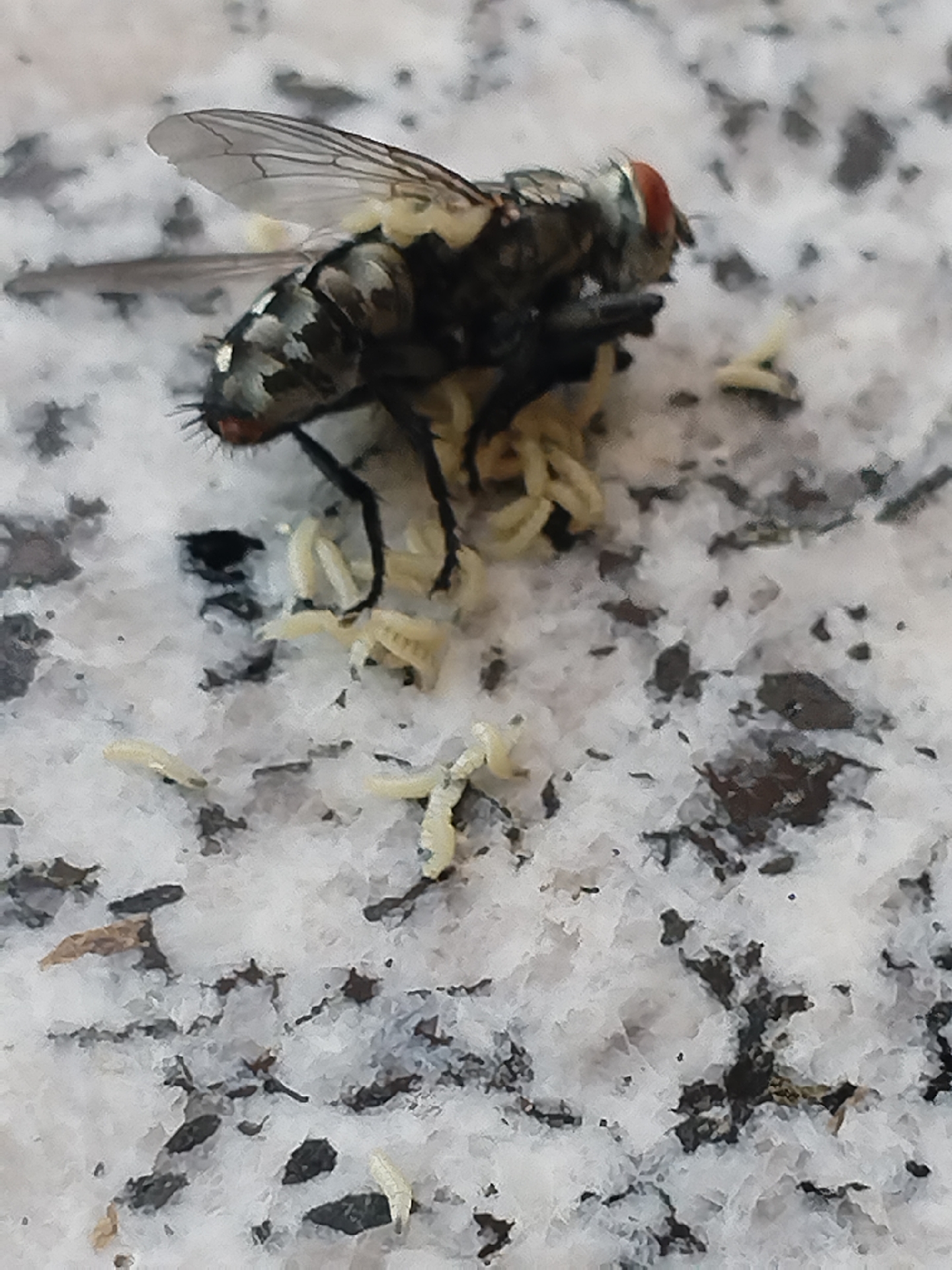 太恶心了,打死了一只苍蝇,我发现苍蝇上有小白点在蠕动,结果没经过一