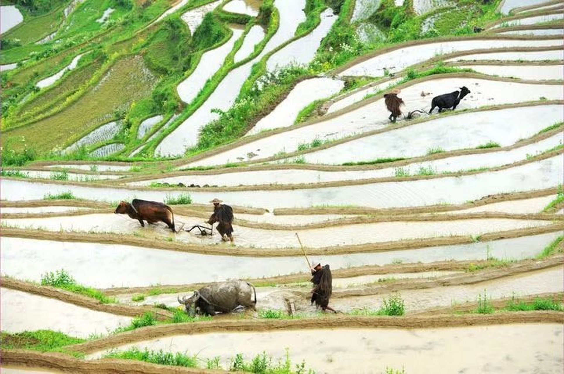 题农耕图 四海农夫盼春开,抢播抢种晚继白.