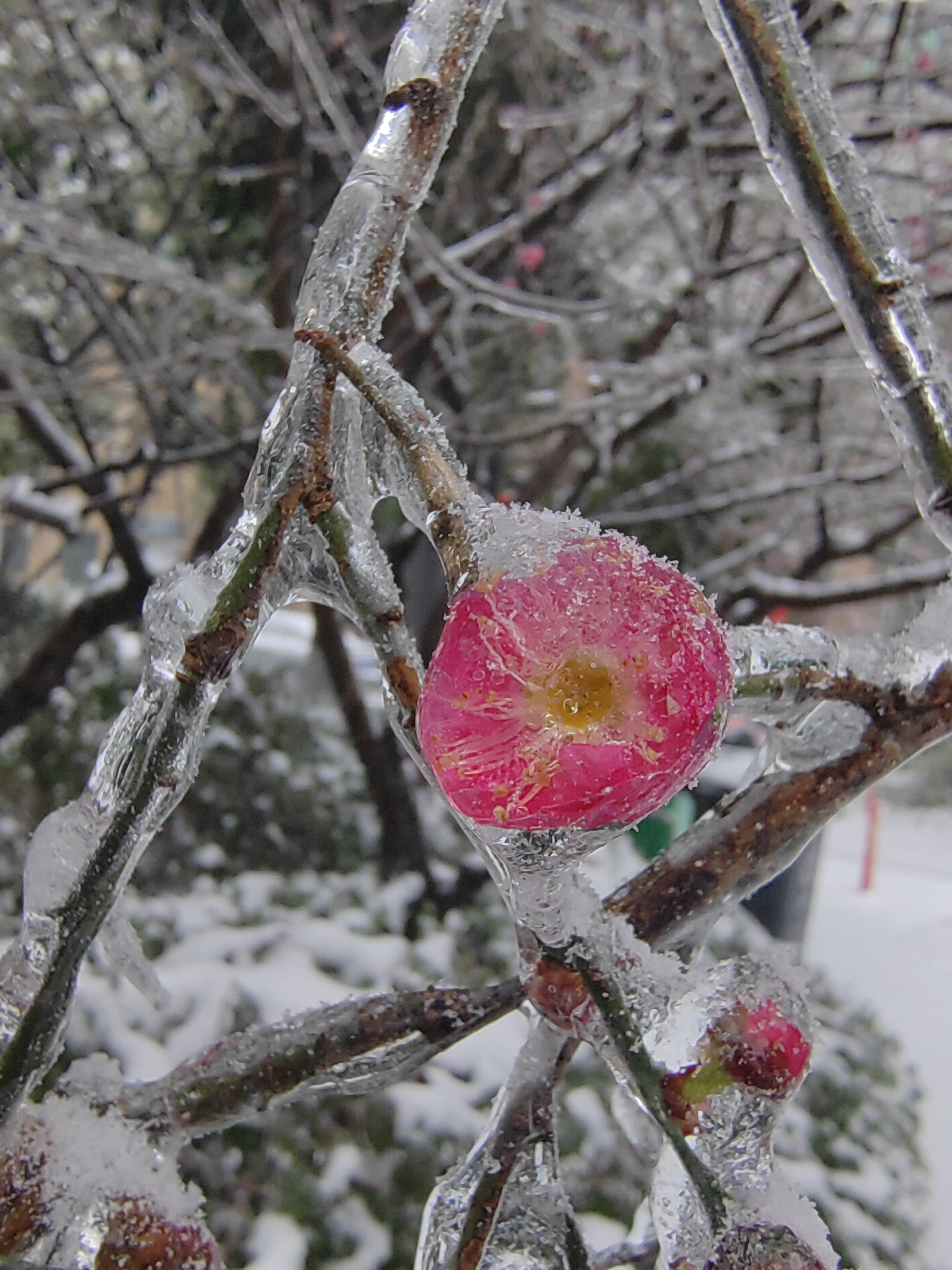 雪中梅 雪中独立寒梅香