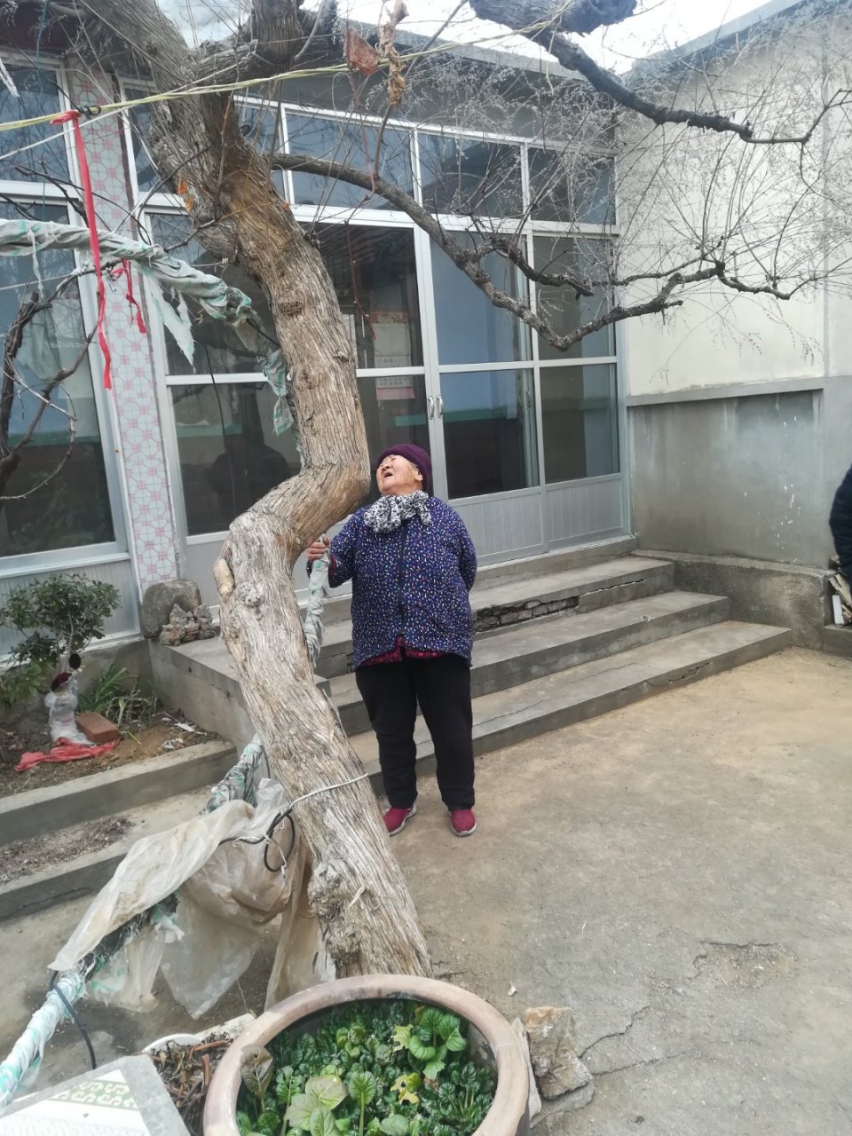 这棵湾湾树十万不卖,那棵笔直一搂粗的五千块钱就卖,春芽树红木家具的