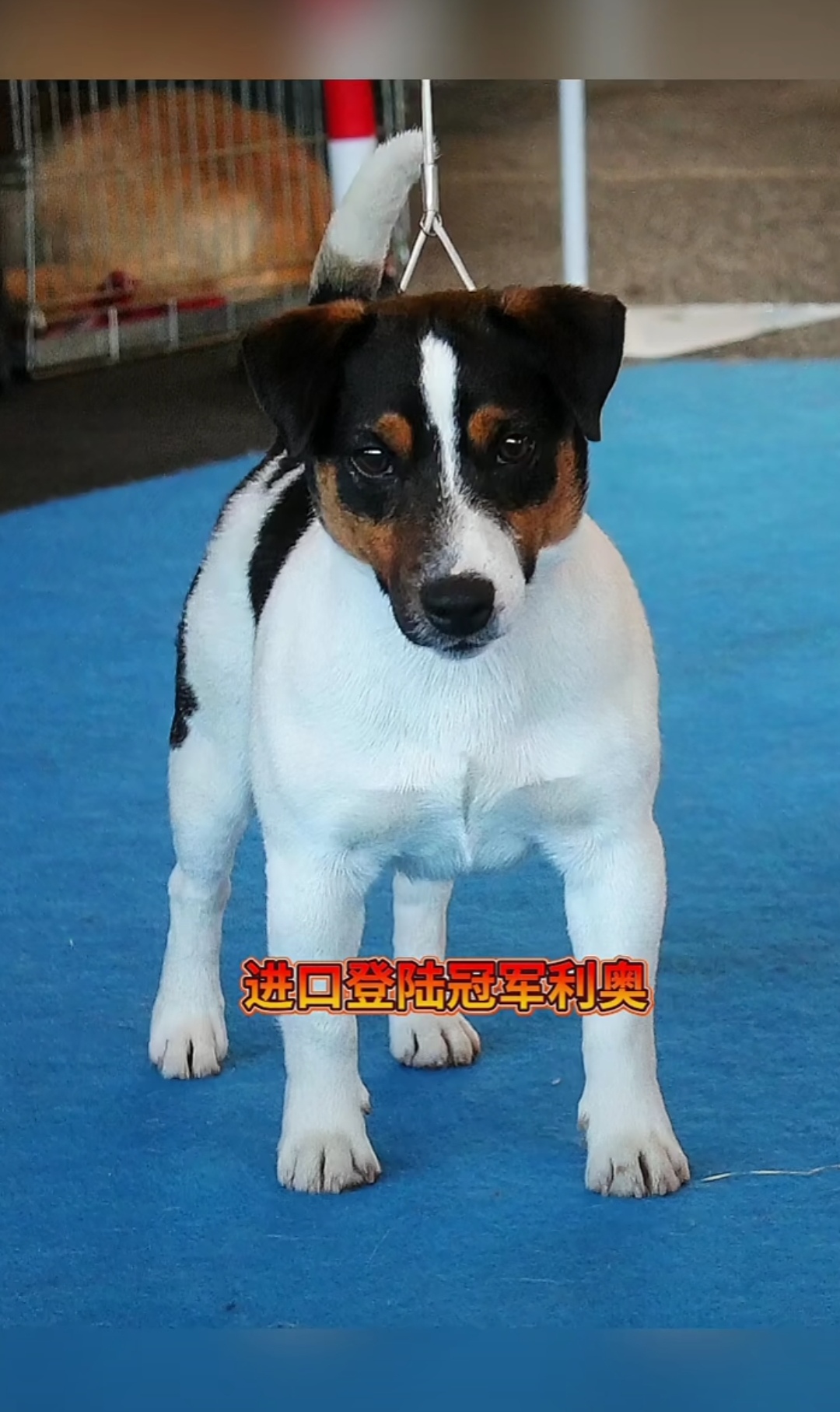 三色杰克罗素梗鼻祖