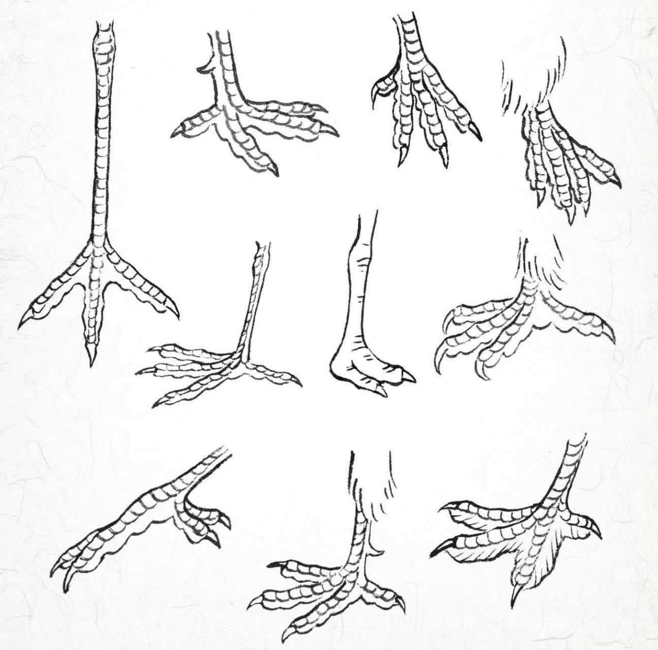 鸟的腿生长在腹部下面,大部分不外露,部分鸟外露的脚其实是跗蹠.