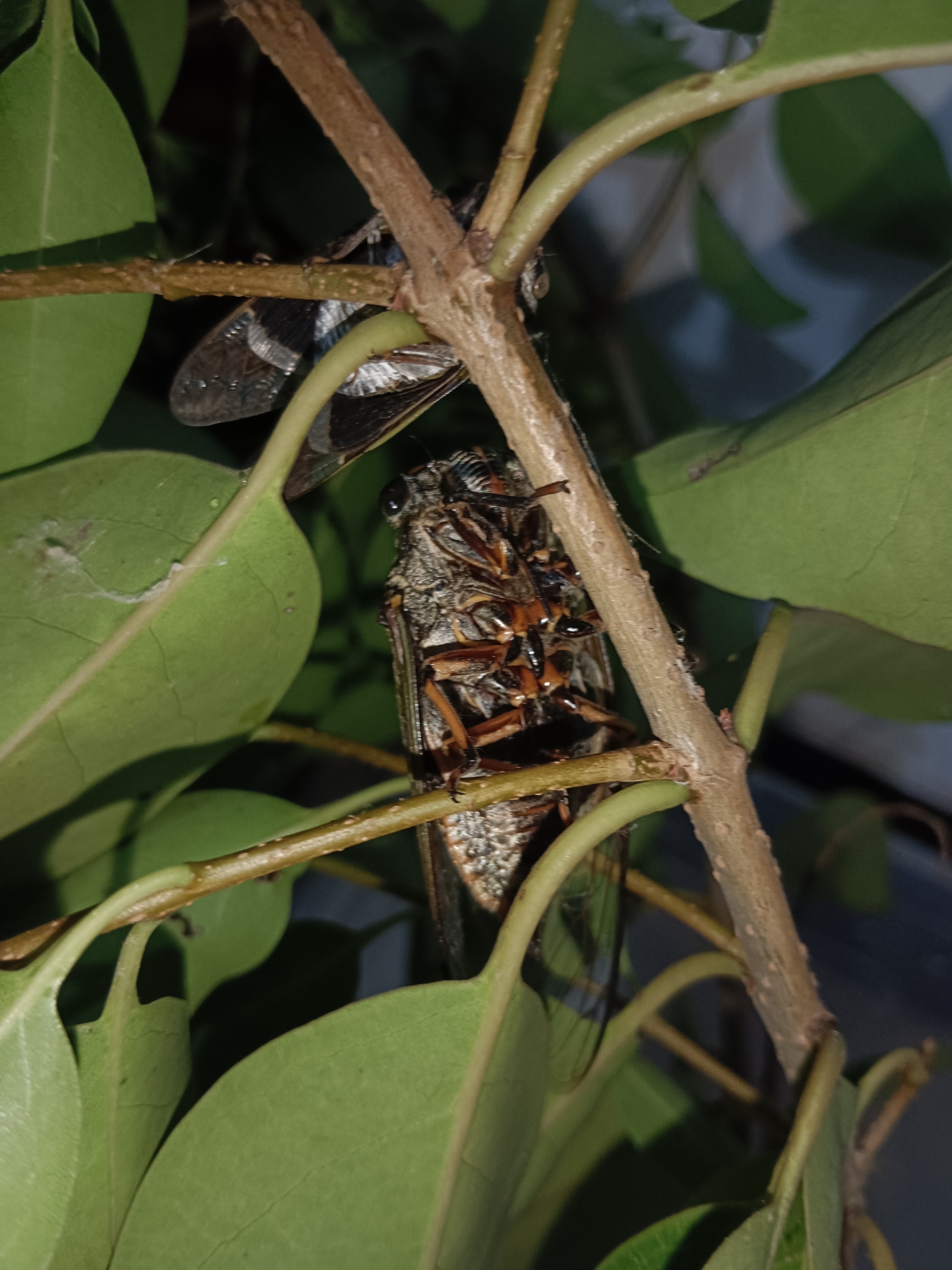 可算是让我抓住黑蚱蝉了,这只大黑知了勾起了多少人的童年回忆?