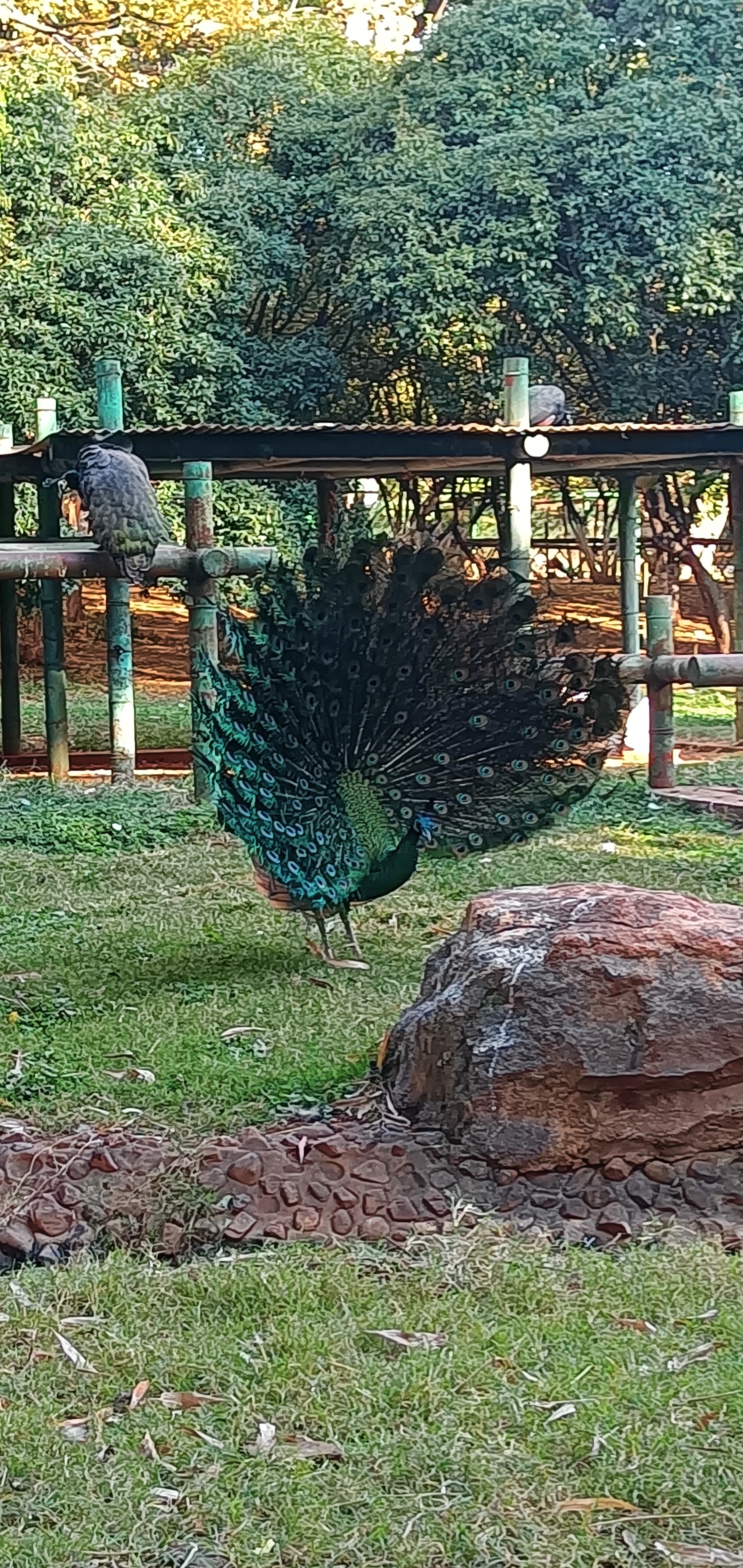 山森林动物夏天图片翠屏山有什么动物鸡洒市动植物园图片高清常甲罱 